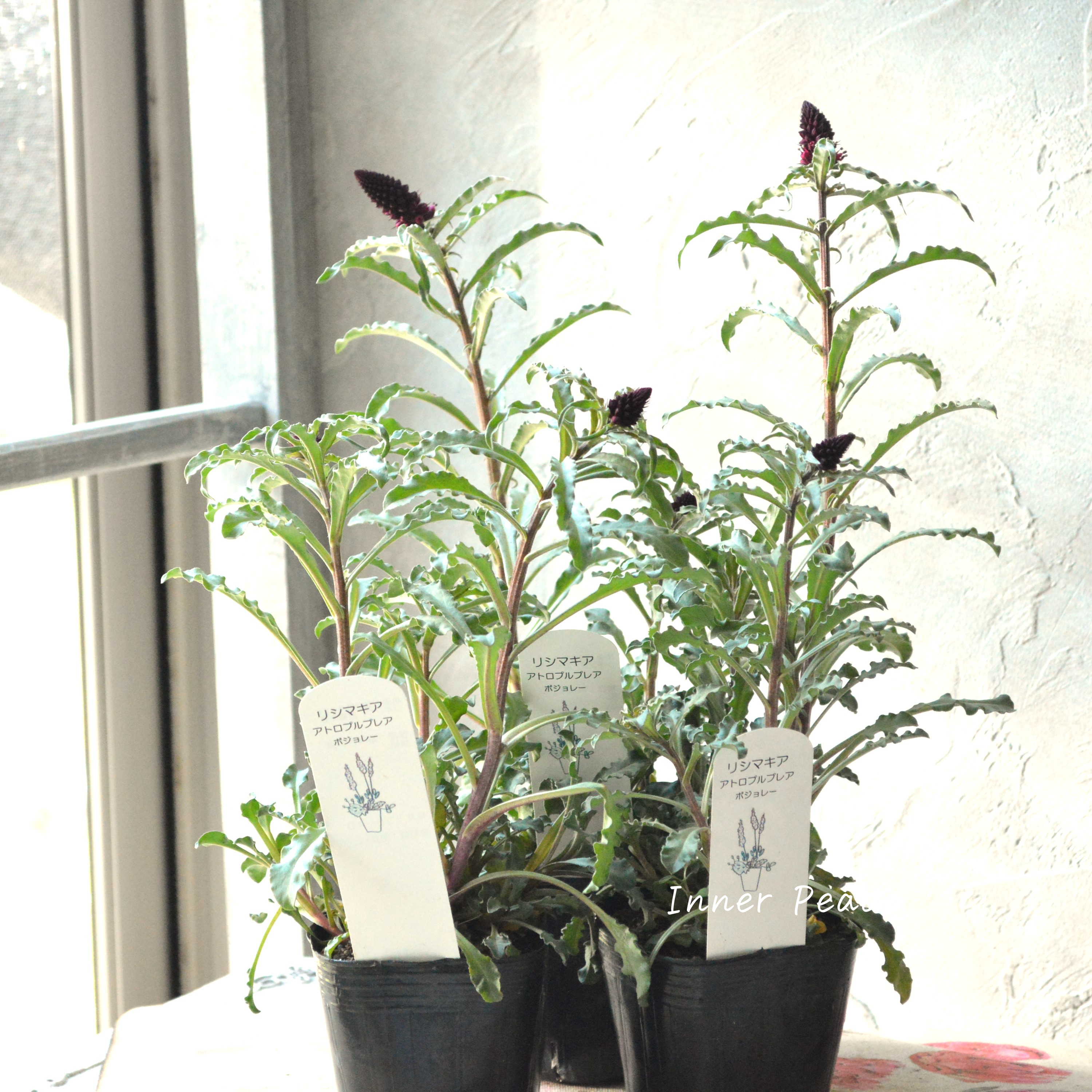 【オシャレ】 リシマキア 『ボジョレー』 3寸POT