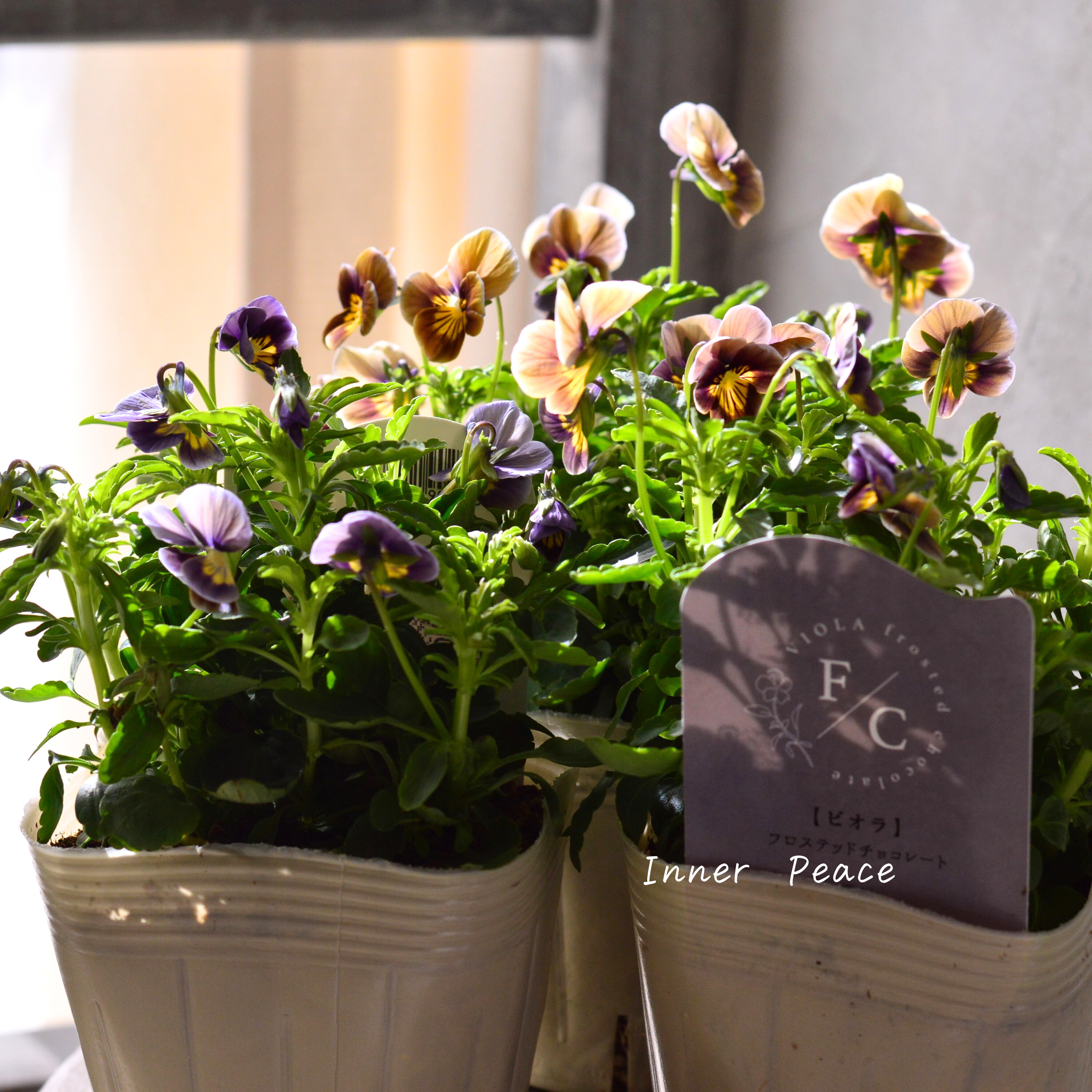 【シック】 ビオラ 『フロステッドチョコレート』 3.5寸POT