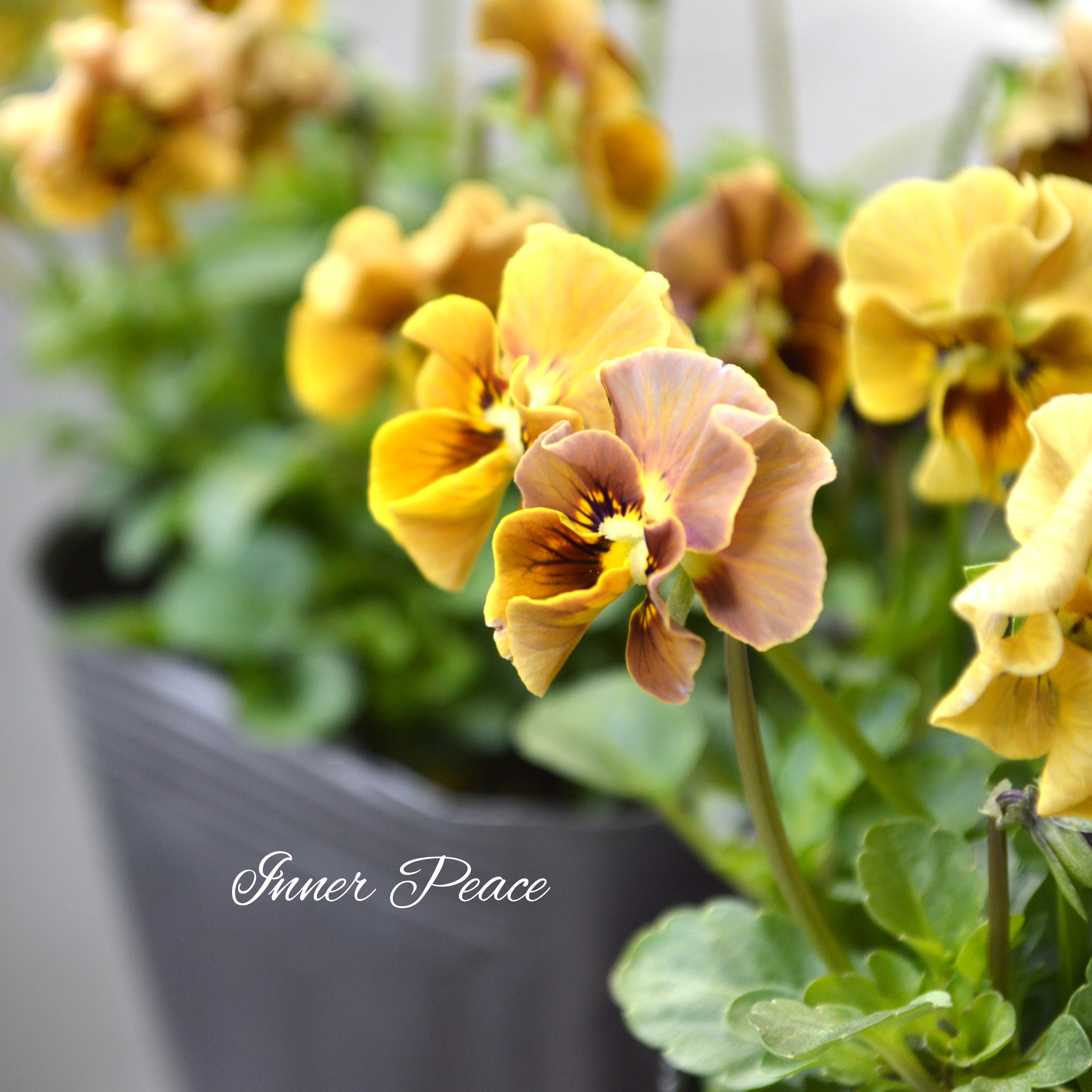 【tef*tef*さんオリジナルビオラ】 フロチョコフリル 3.5寸POT