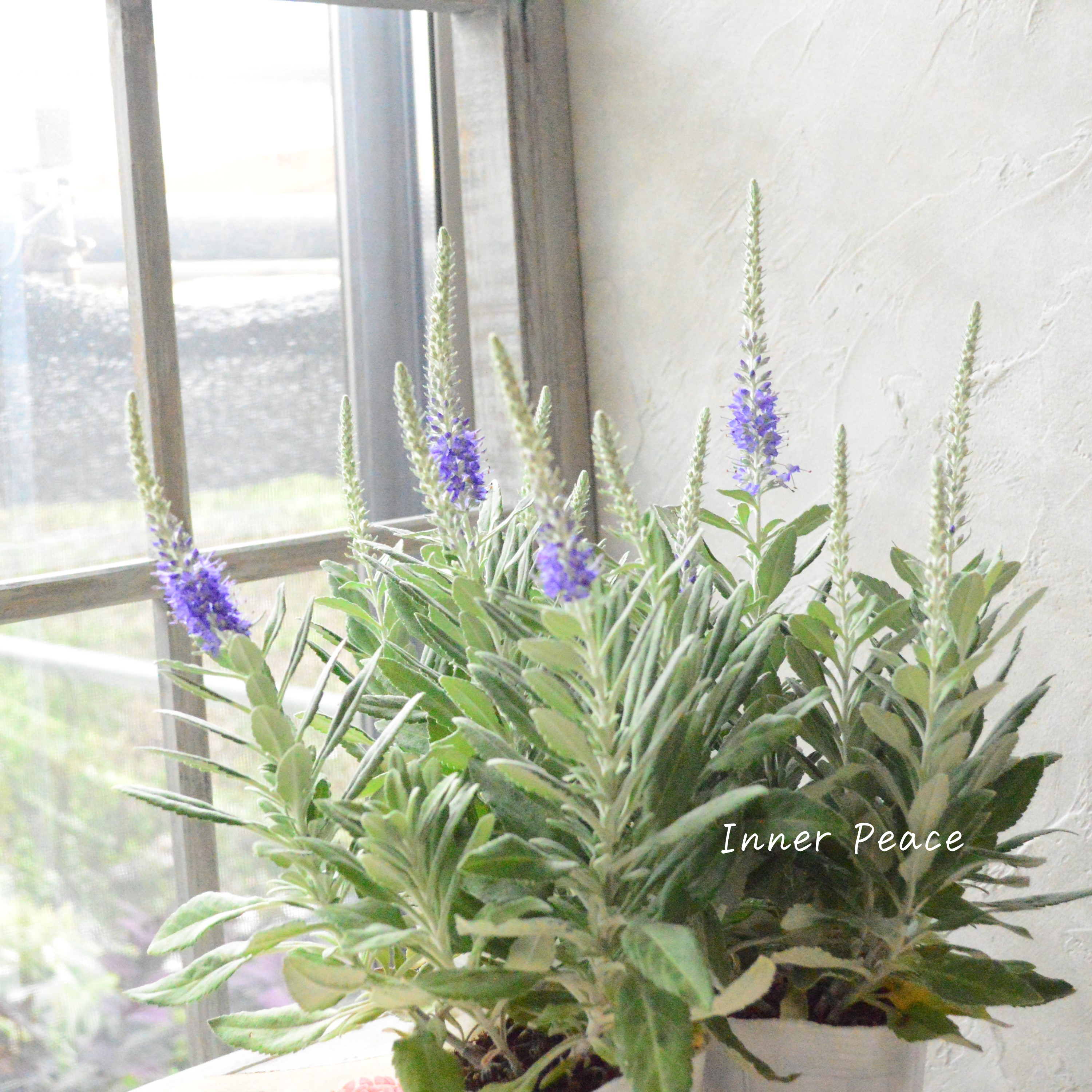 【宿根】 ベロニカ 『オルナタ(トウテイラン)・プルシアンブルー』 3.5寸POT