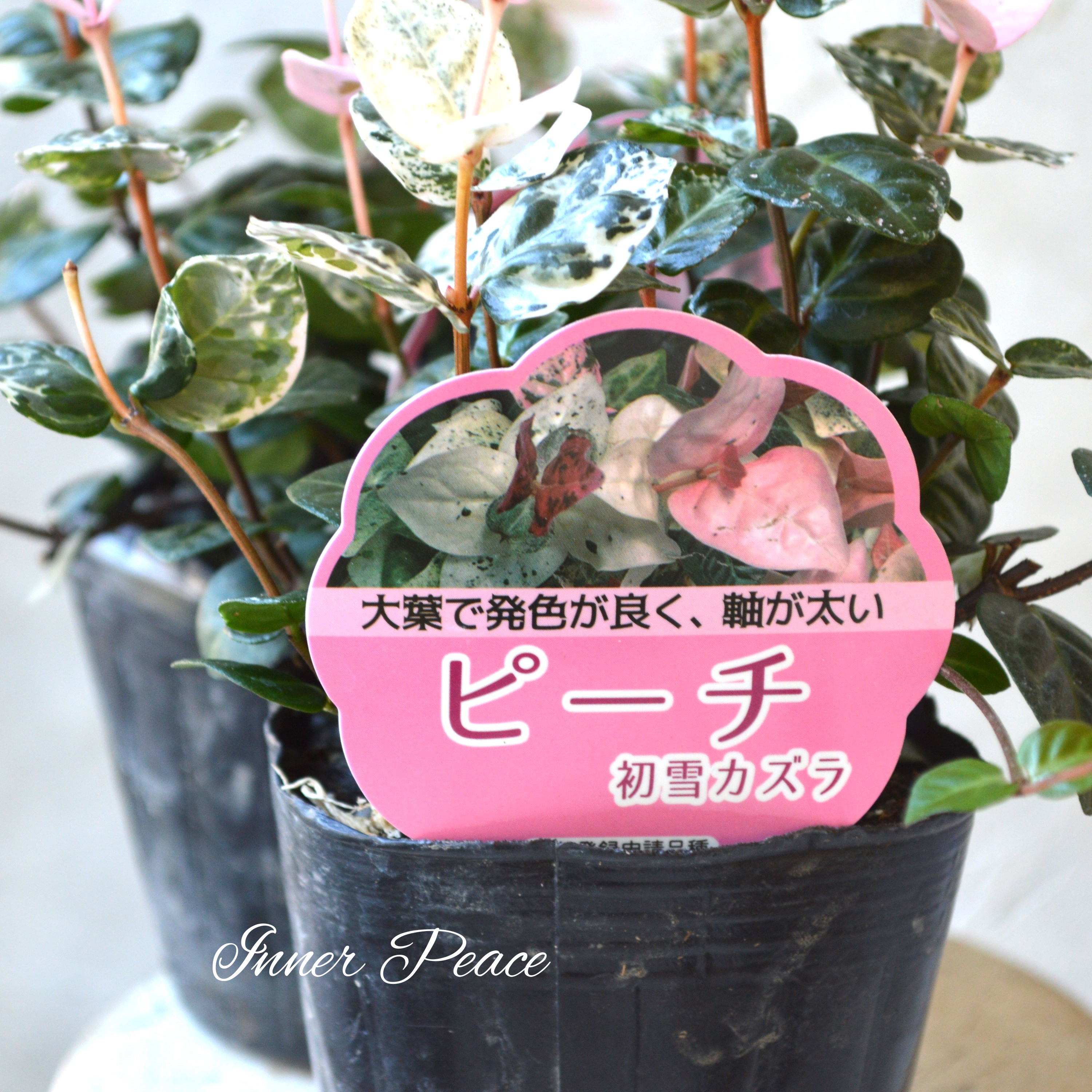 【美しいリーフ】 ハツユキカズラ『ピーチ』 3寸POT