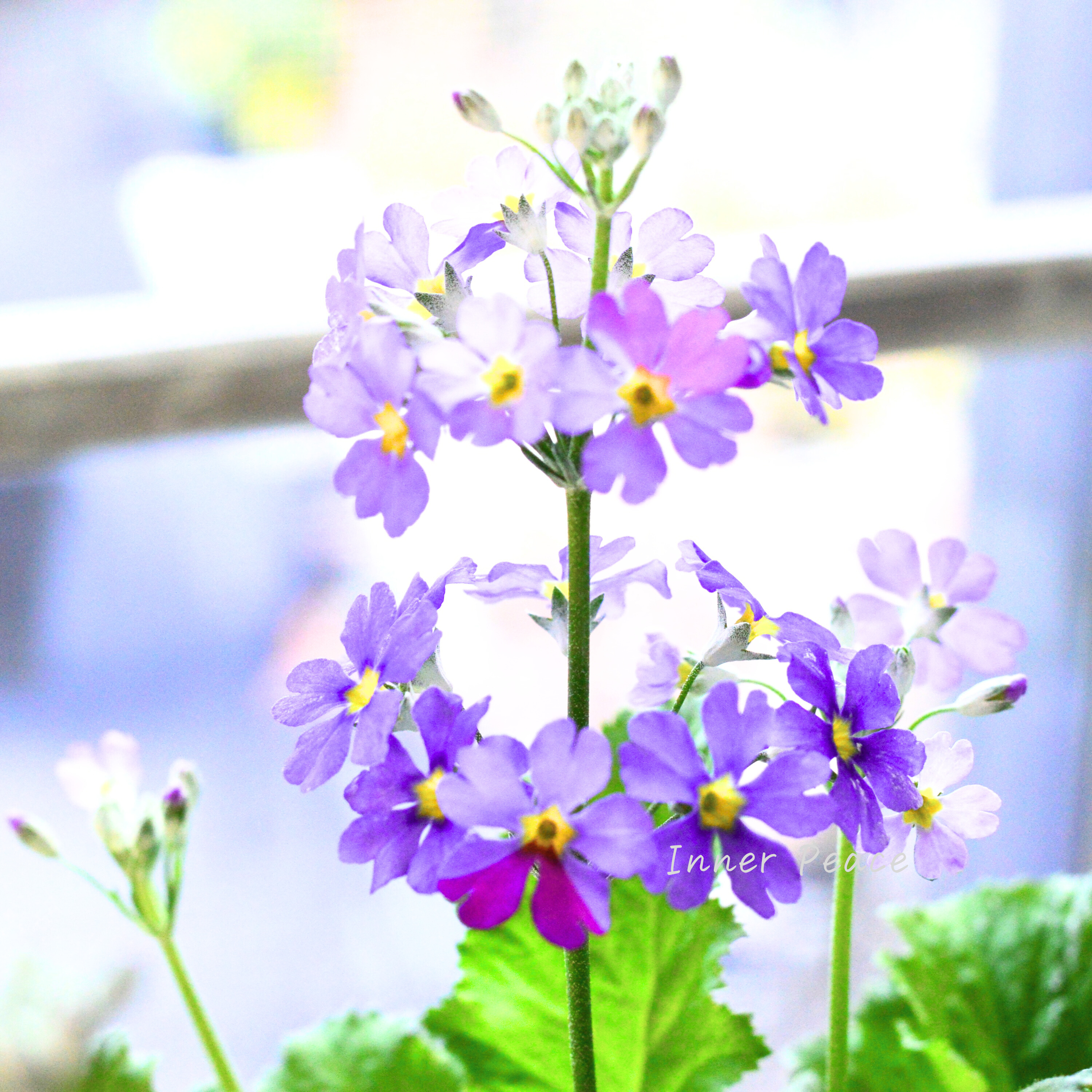 【美しい】 プリムラ マラコイデス 『湖畔の夢』 3.5寸POT