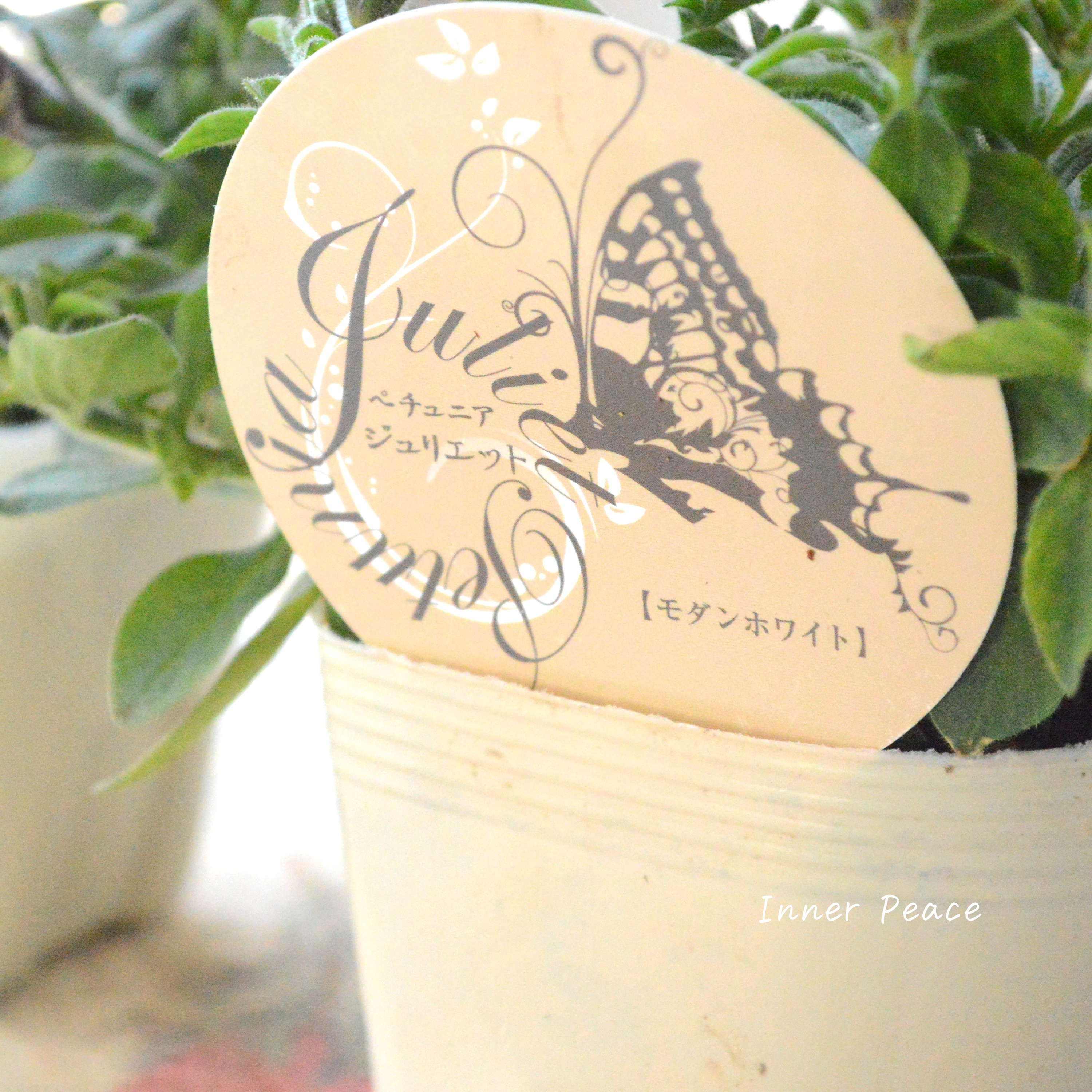 【花芳さんオリジナル】 八重咲きペチュニア 『ジュリエット・モダンホワイト』 3.5寸POT