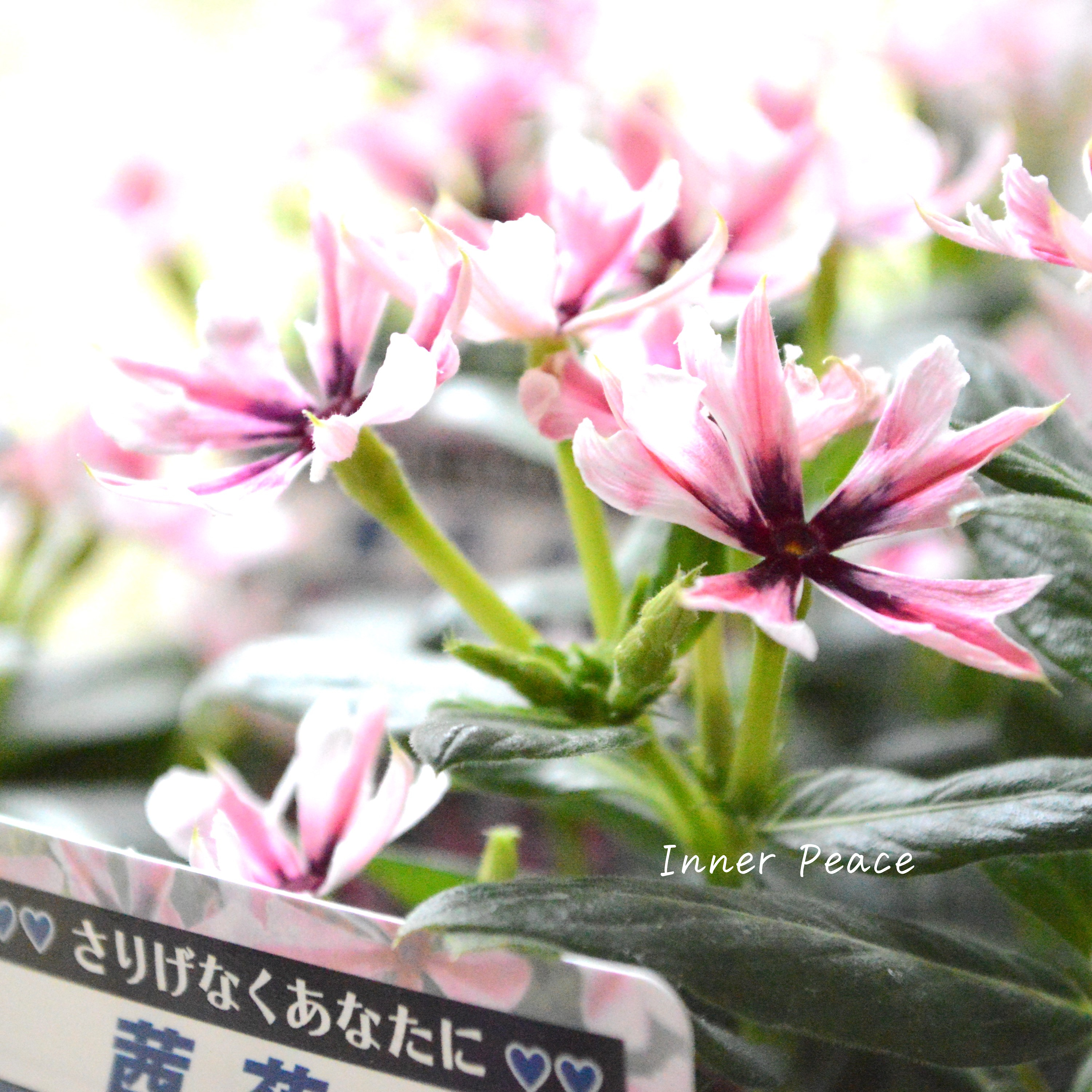 【北島園芸さん】 ニチニチソウ 『茜花火』 3.5寸POT