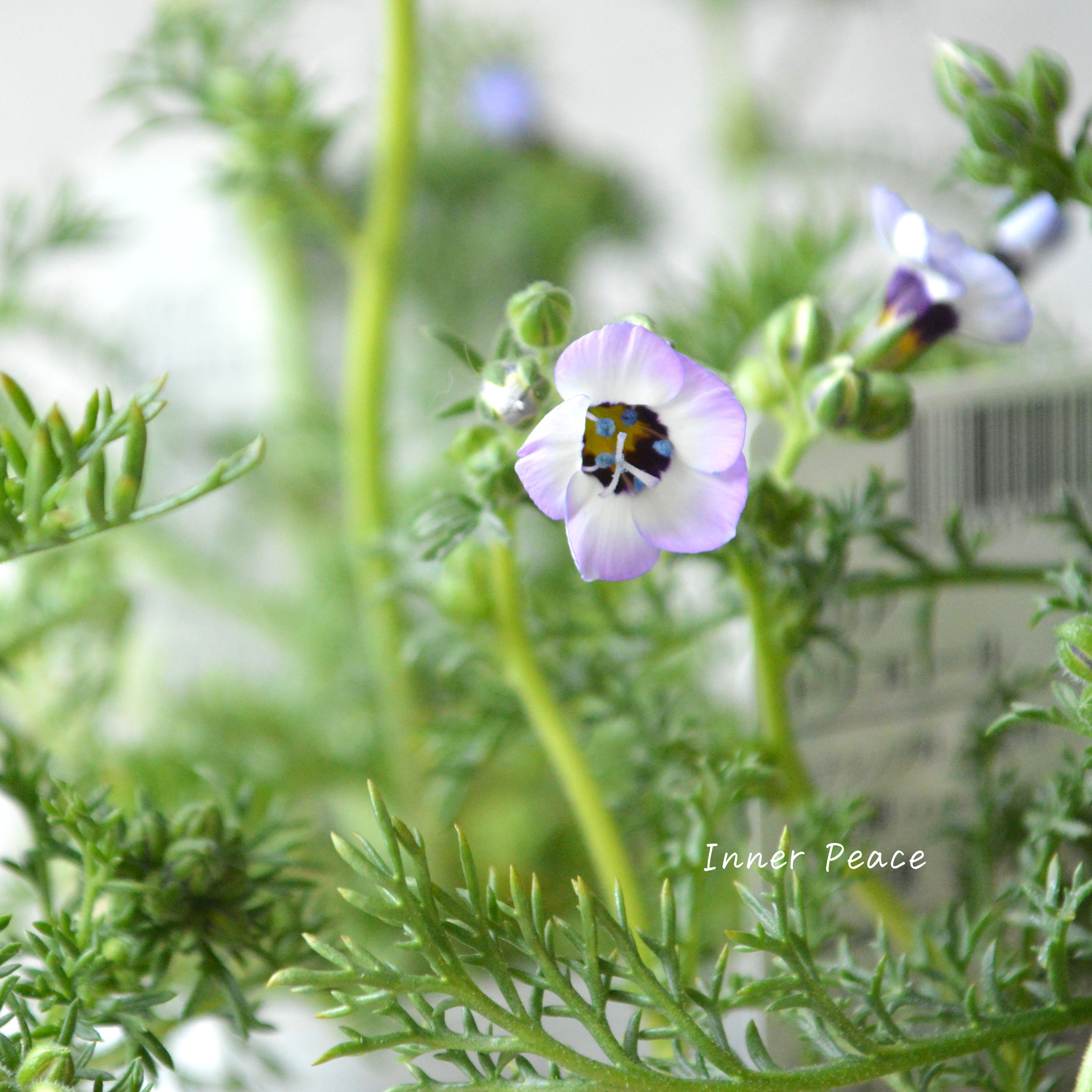 【美しい】 ギリア 『トリコロール』 3寸POT