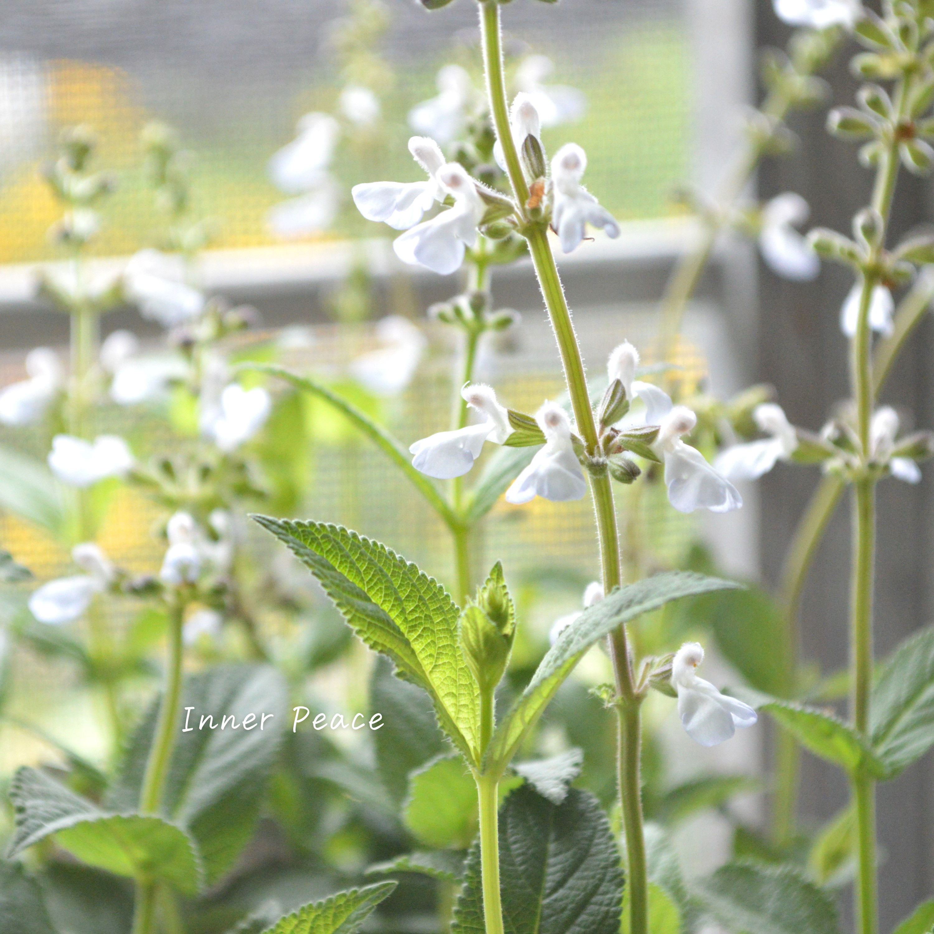 【宿根】 サルビア 『ドゥリフォリア』 3寸ロングPOT