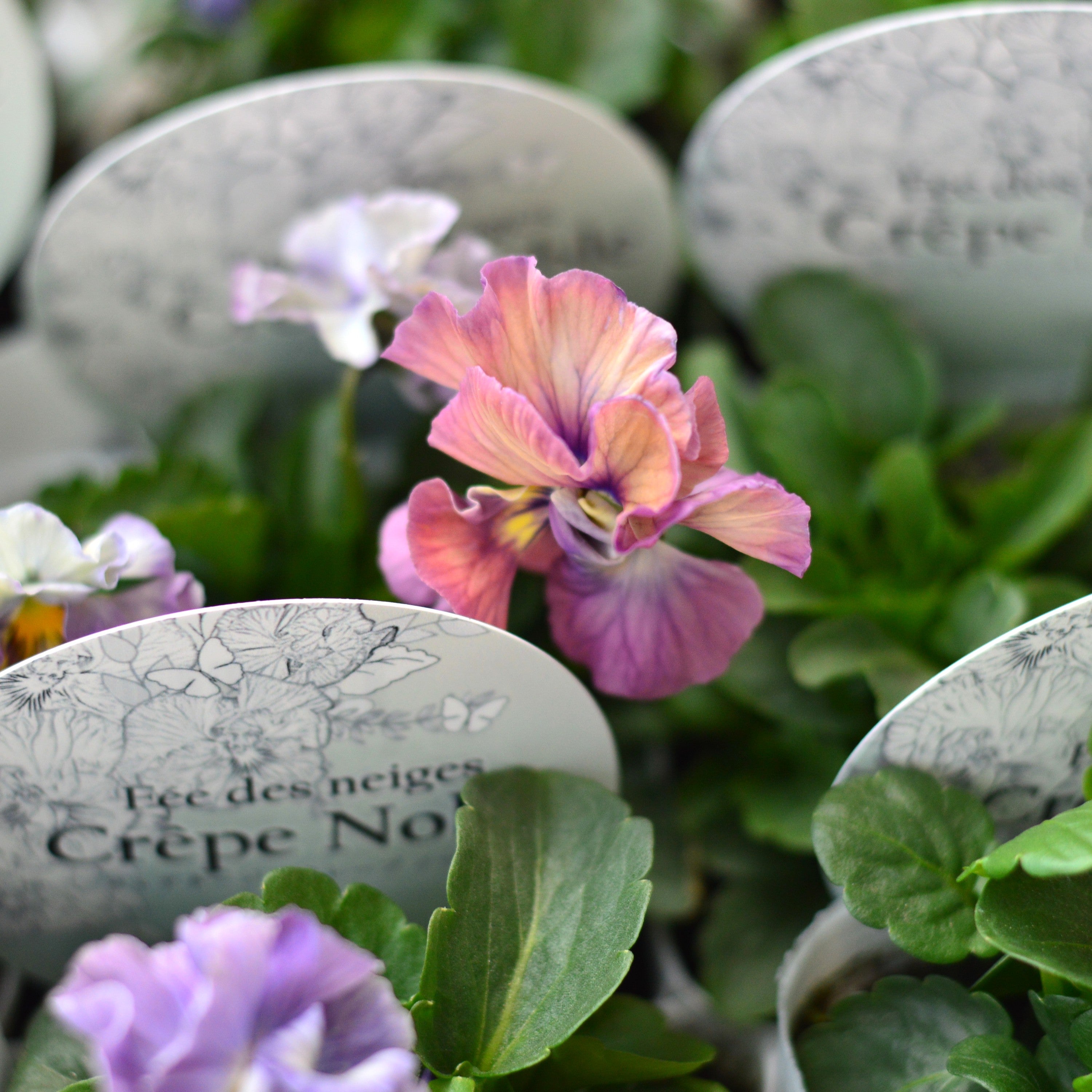 【美しい】 パンジー 『フェデネージュ・クレープノーブル』 3.5寸POT