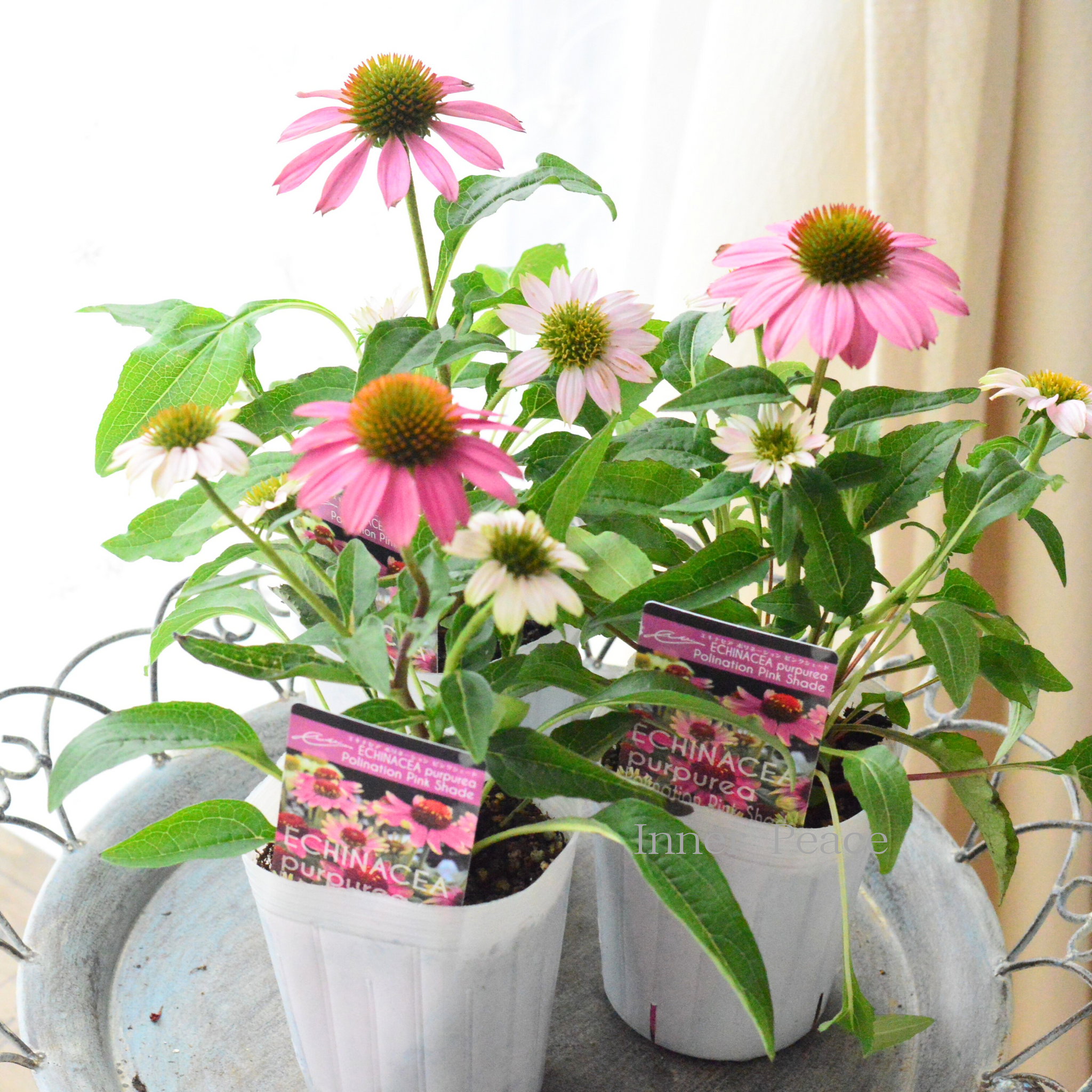 暑さ寒さに強い】 エキナセア 『ポリネーション・ピンクシェード』 3寸