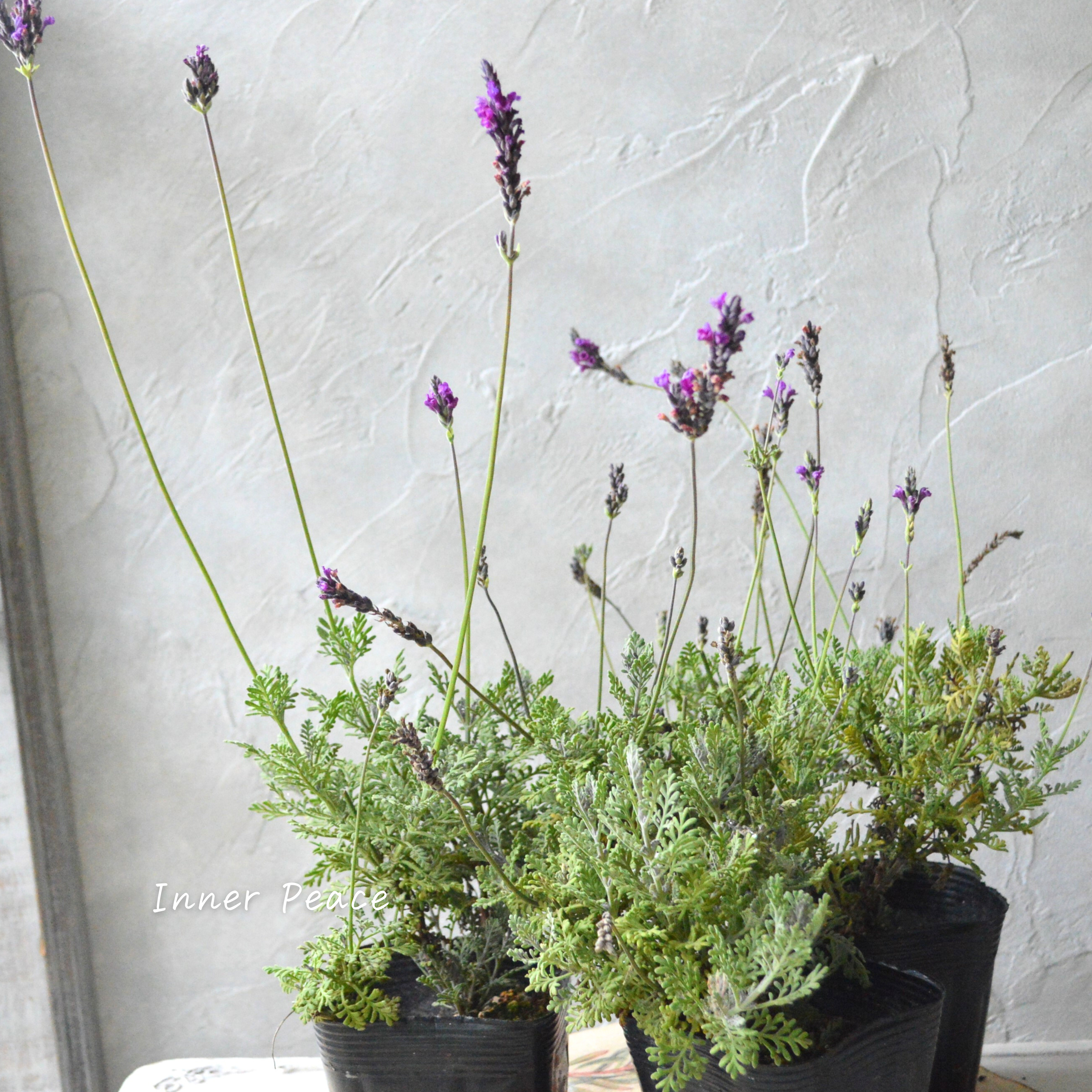 【希少】 レースラベンダー 『バイオレットフィズ』 3寸POT