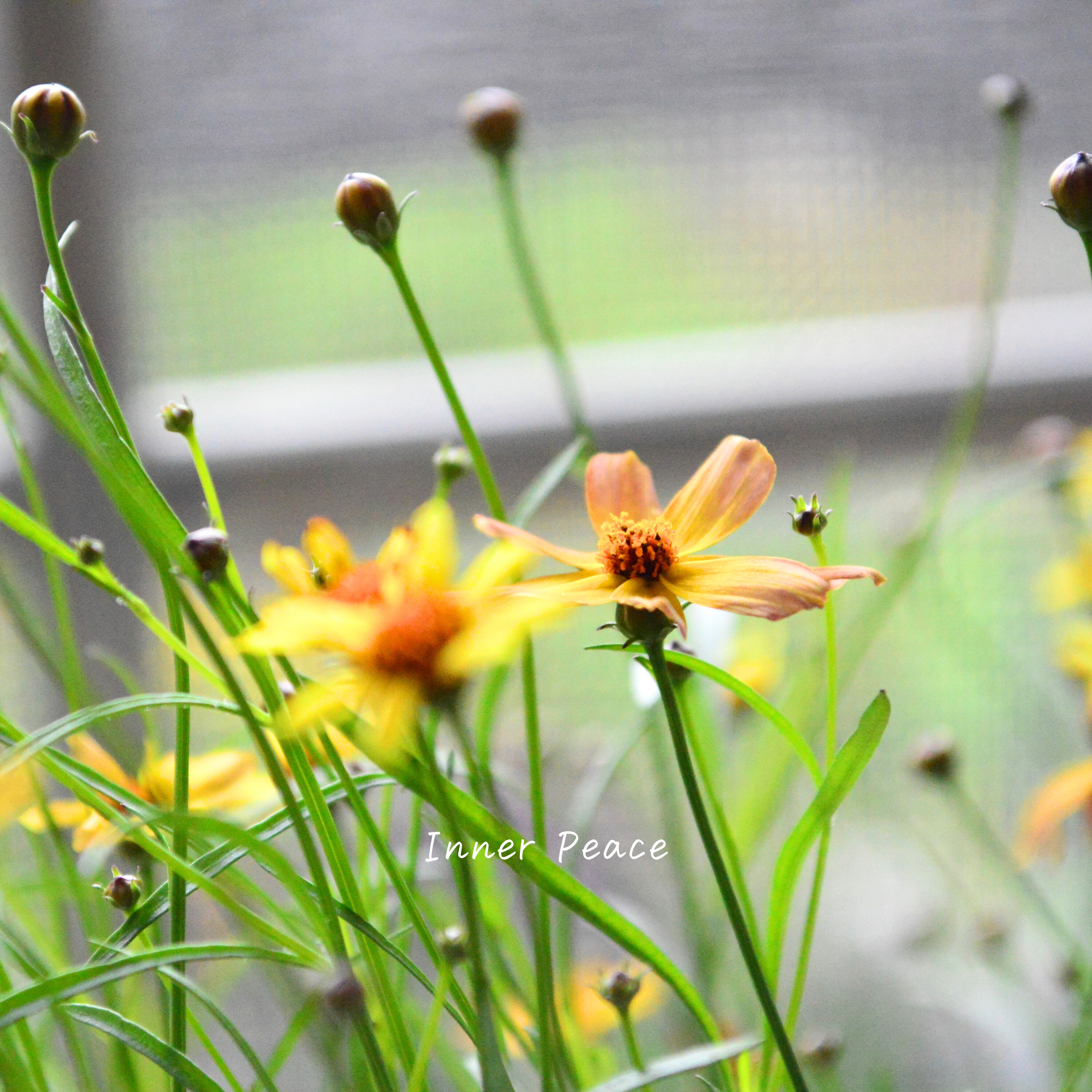 【アンティーク色】 コレオプシス『ウリドリーム・サンセット』 3寸POT