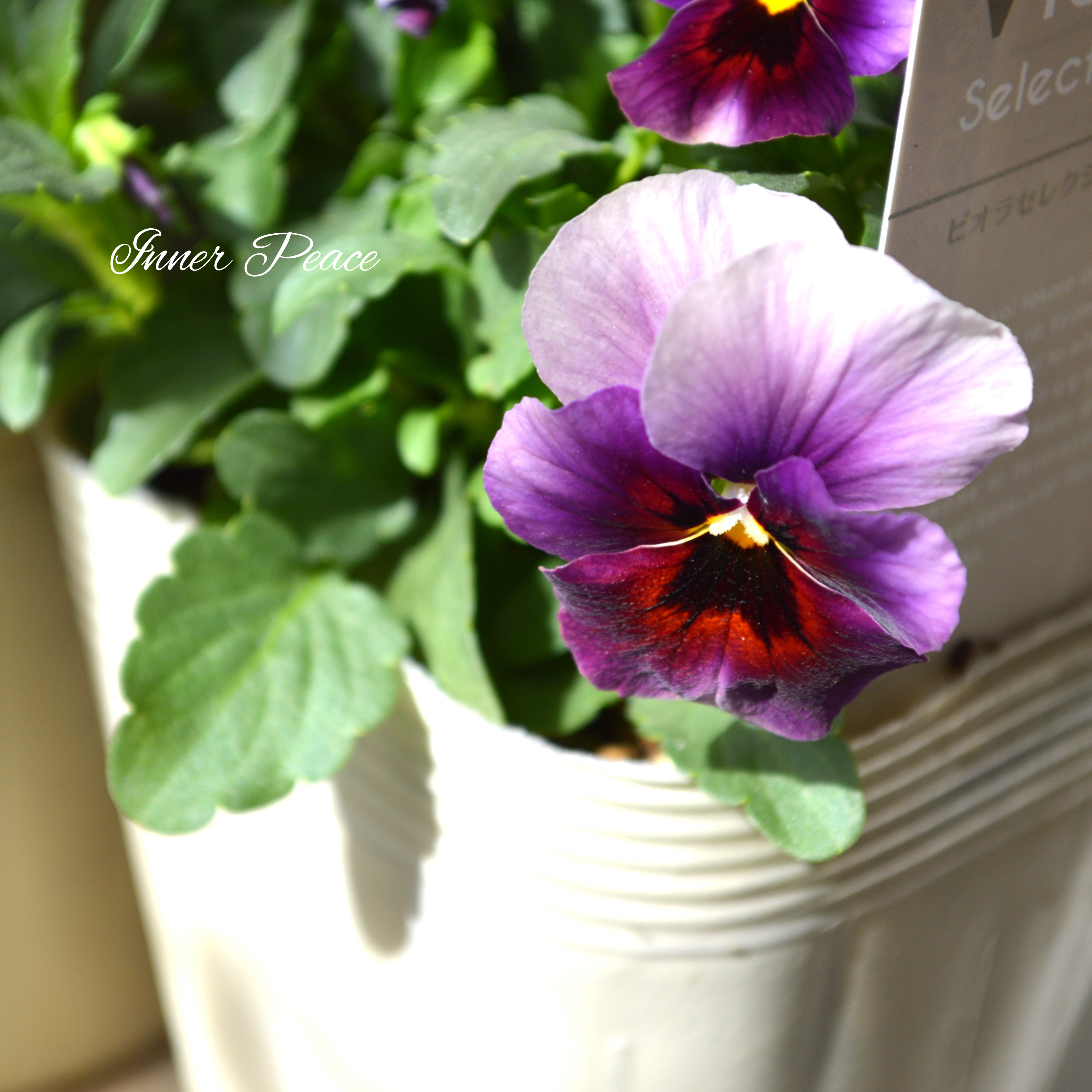 【美しい】 ビオラ 『ぶどうももか』 3.5寸POT