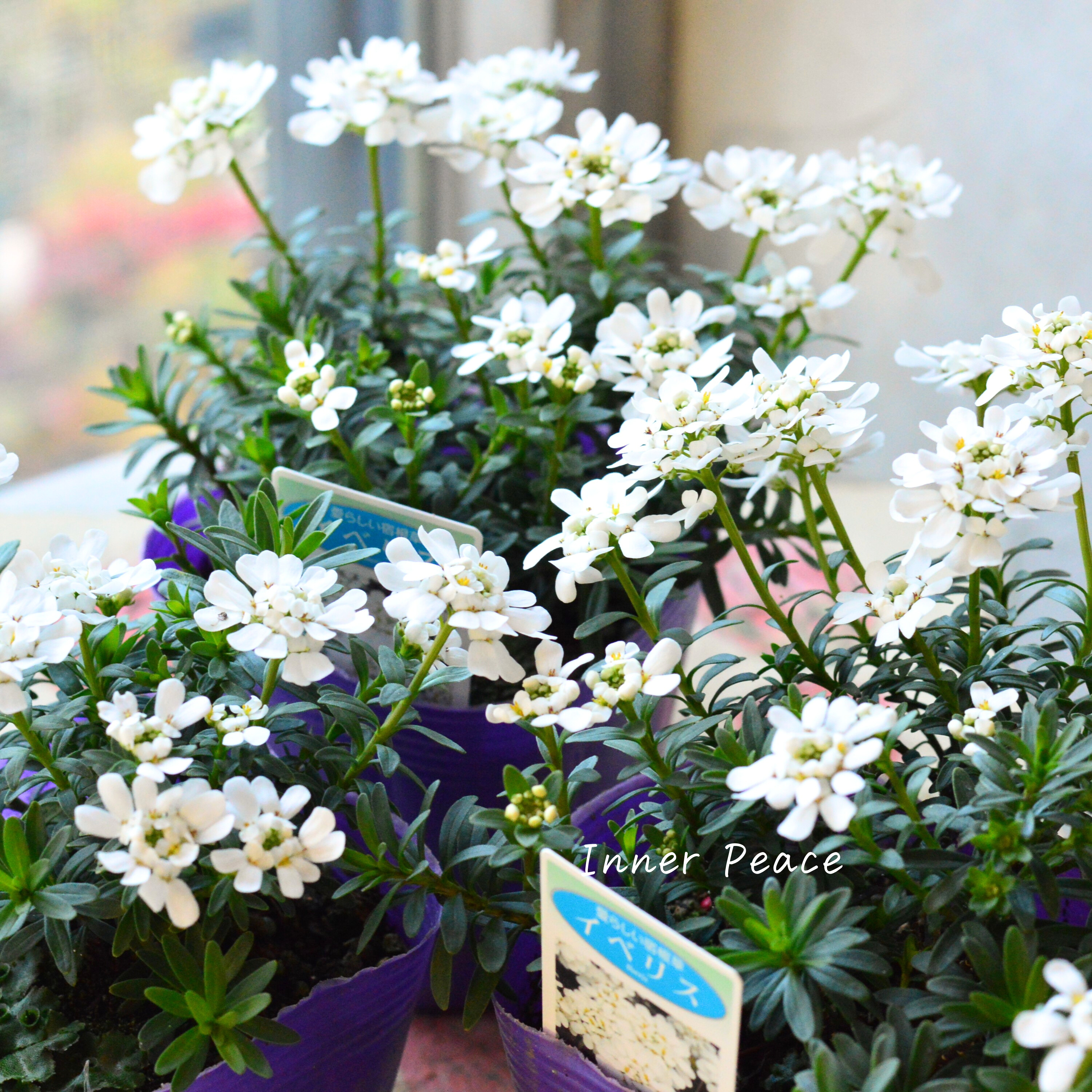 【寒さに強い】 宿根イベリス 3.5寸POT