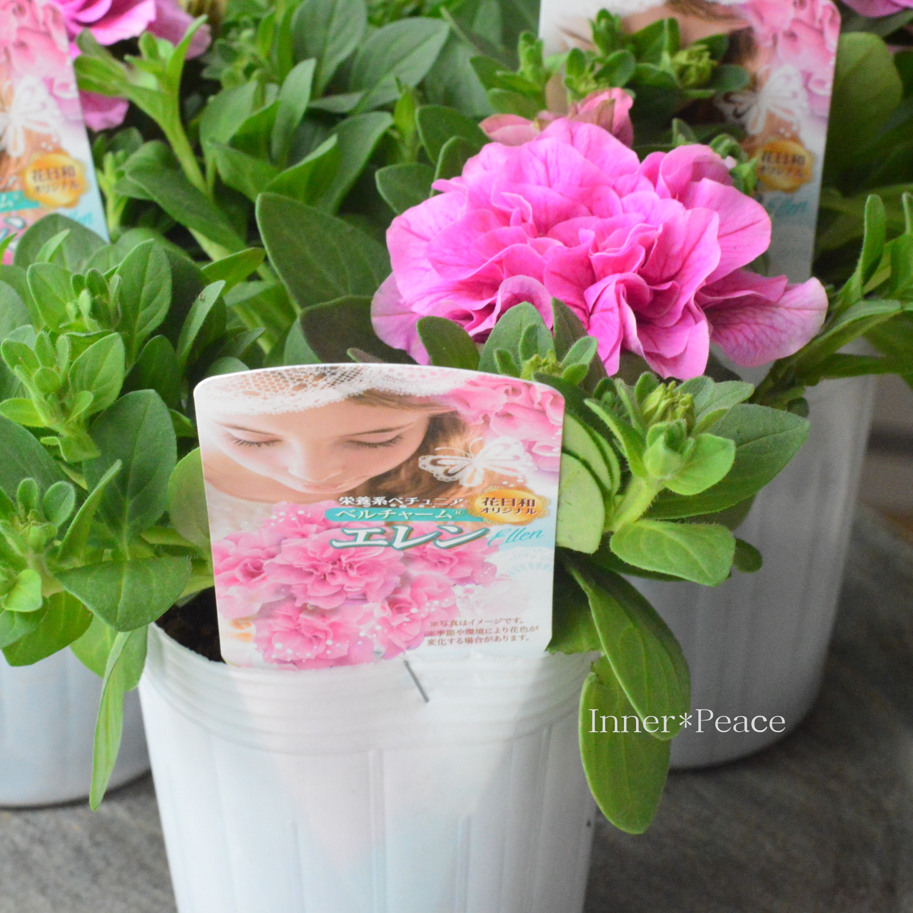 【花日和さんオリジナル】 栄養系ペチュニア 『ベルチャーム・エレン』 3寸ロング~3.5寸POT