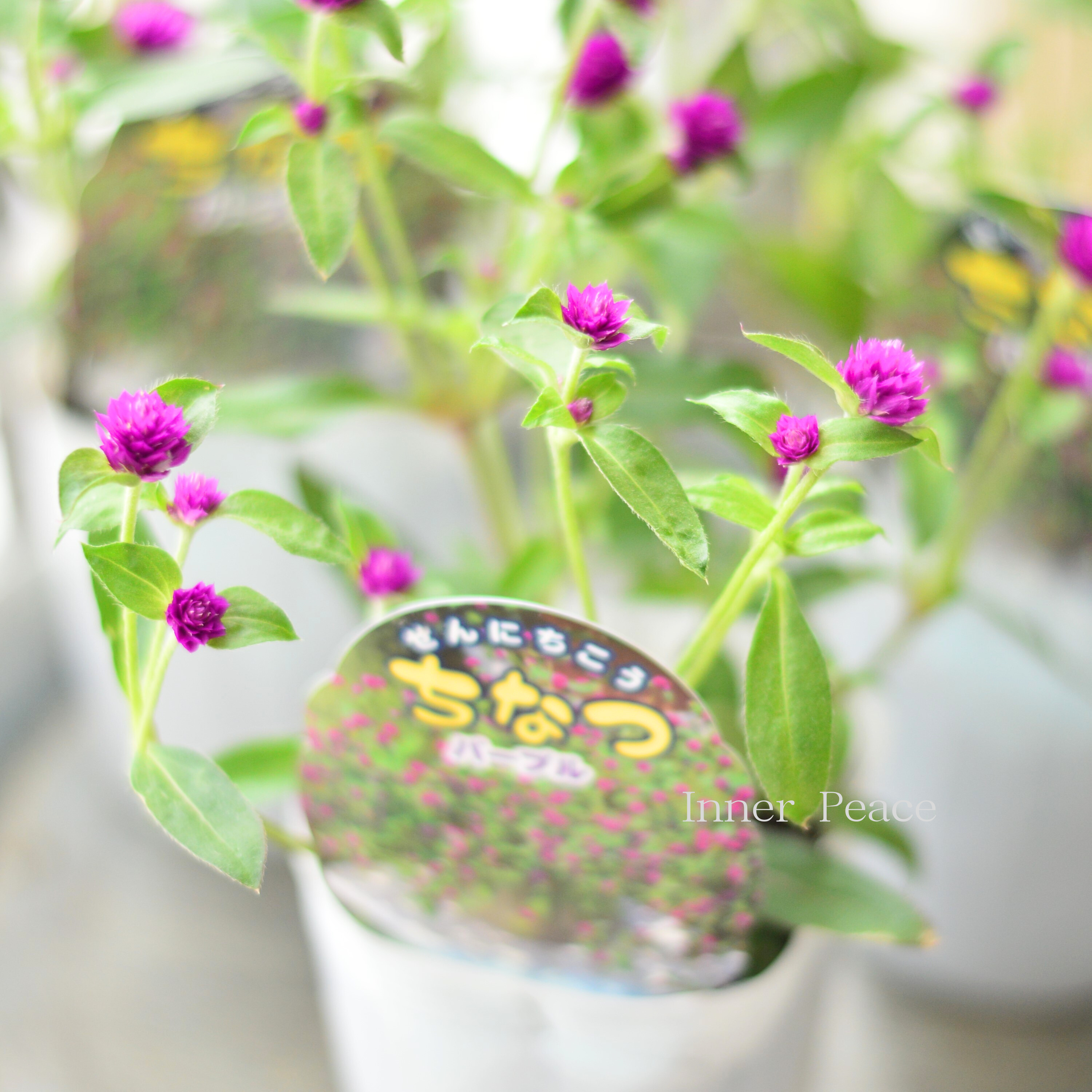 【寄せ植えに】 千日紅 『ちなつ・パープル』 3寸ロングPOT