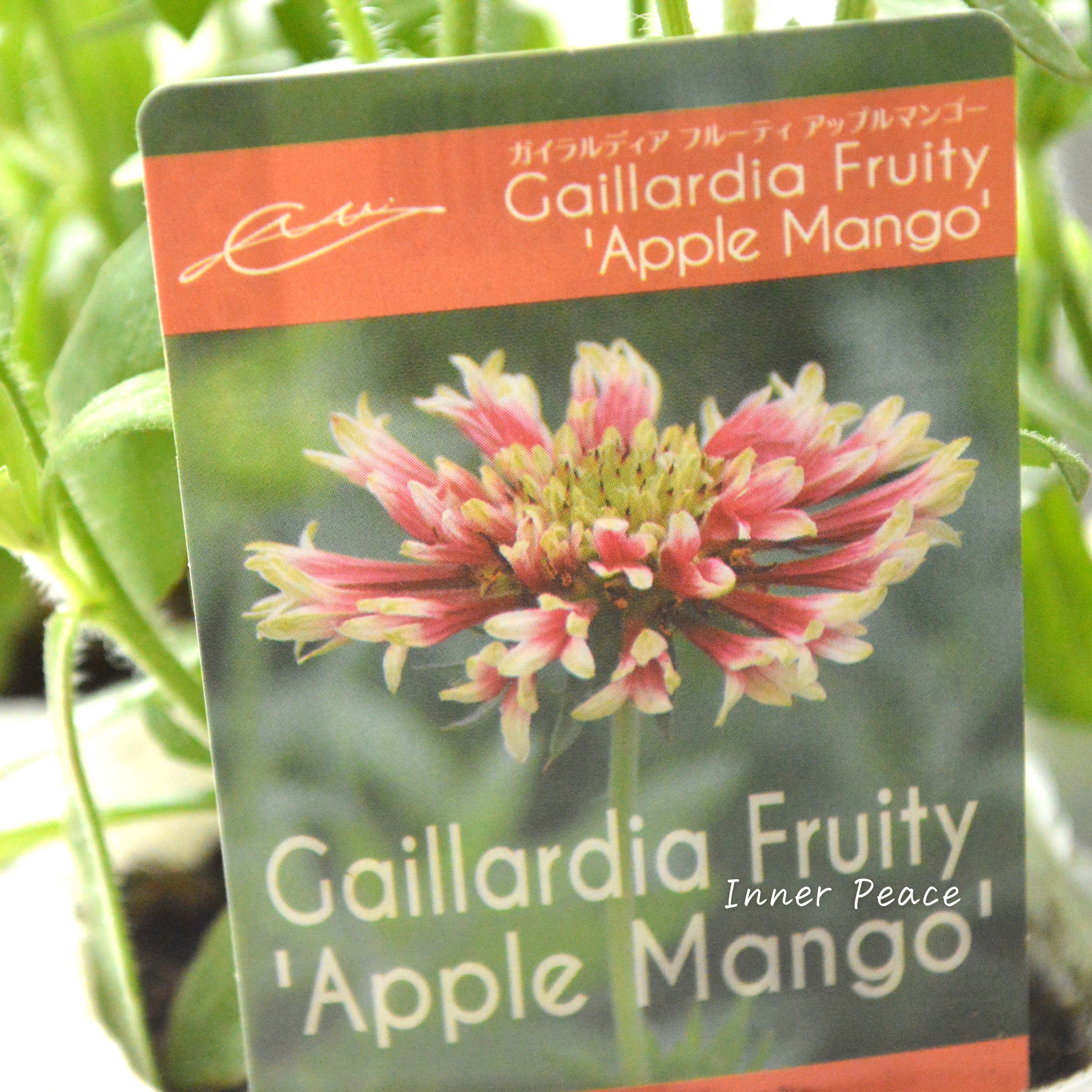 【人気】 ガイラルディア 『フルーティ・アップルマンゴー』 3寸ロングPOT