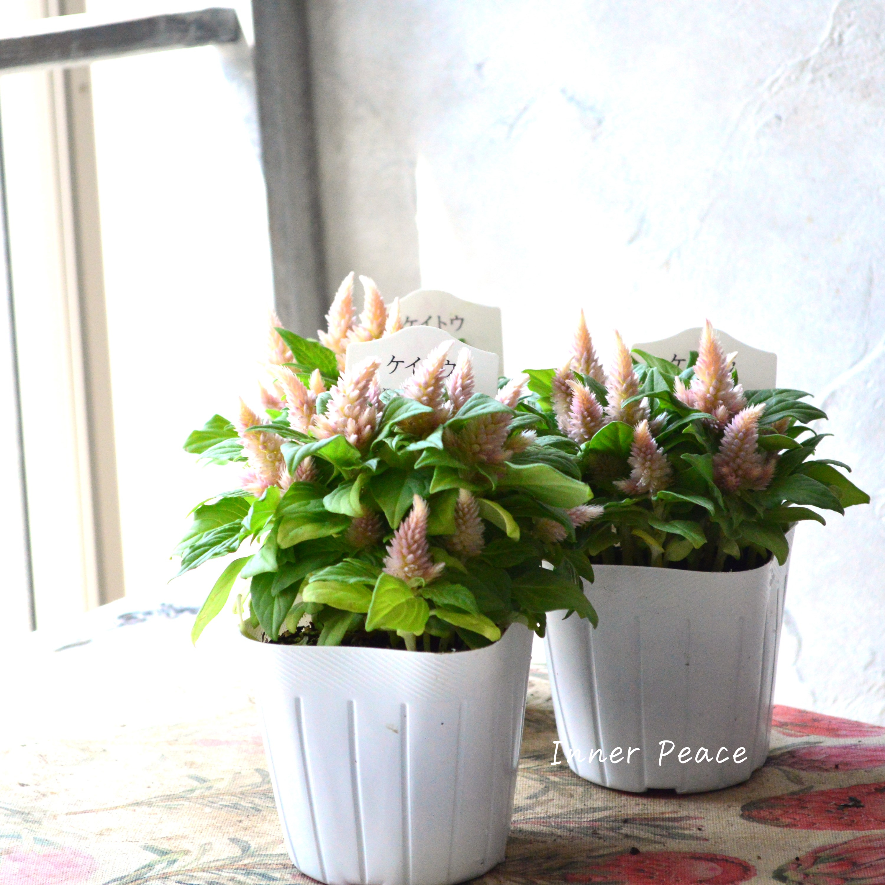 【秋のお花】 ケイトウ(多粒撒き) 『サーモンピンク』 3寸POT