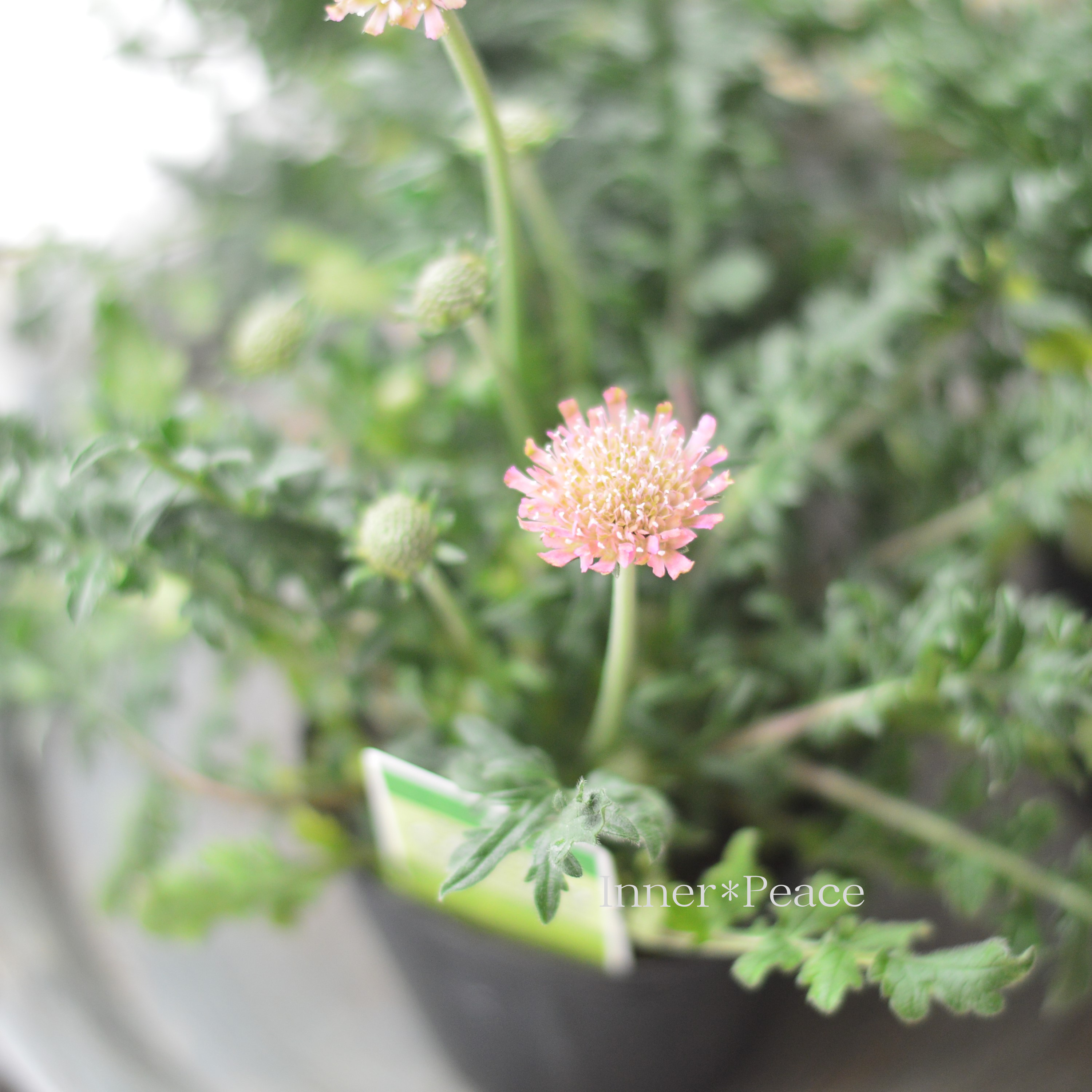 【かわいい】 スカビオサ 『カメレオングリーン』 3寸POT