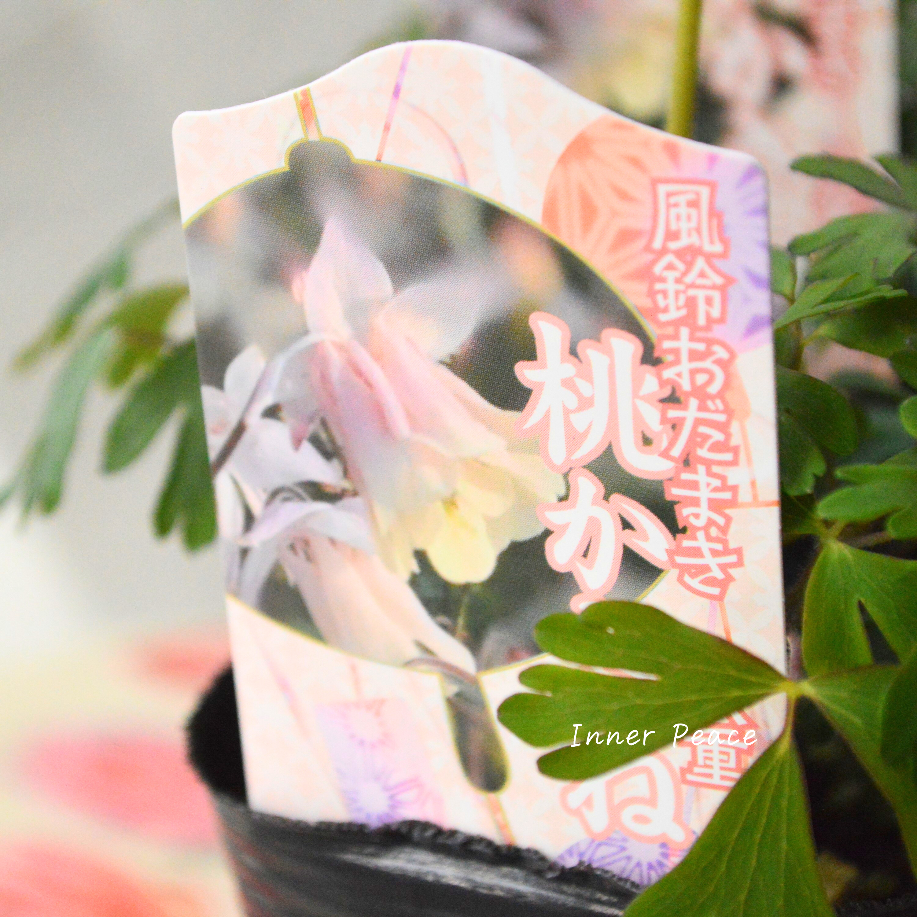 【八重咲き】 風鈴オダマキ 『桃かさね』 3寸POT