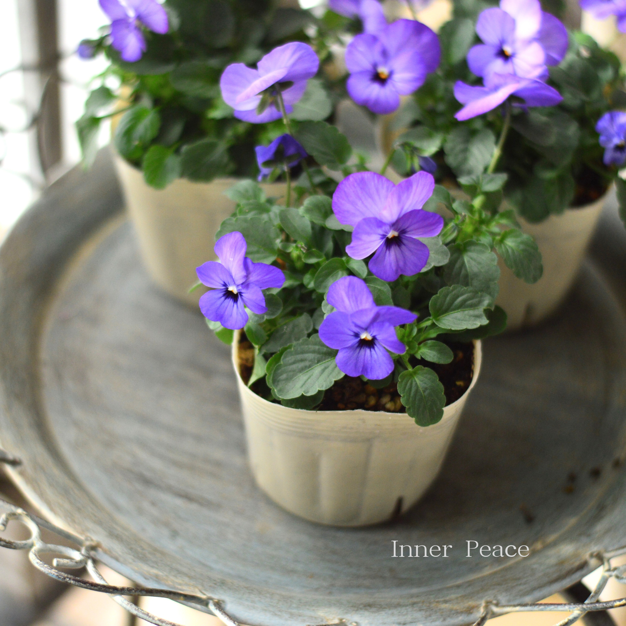 【アンティーク】 ビオラ・なごみももか 『ふじいろ』 3.5寸POT