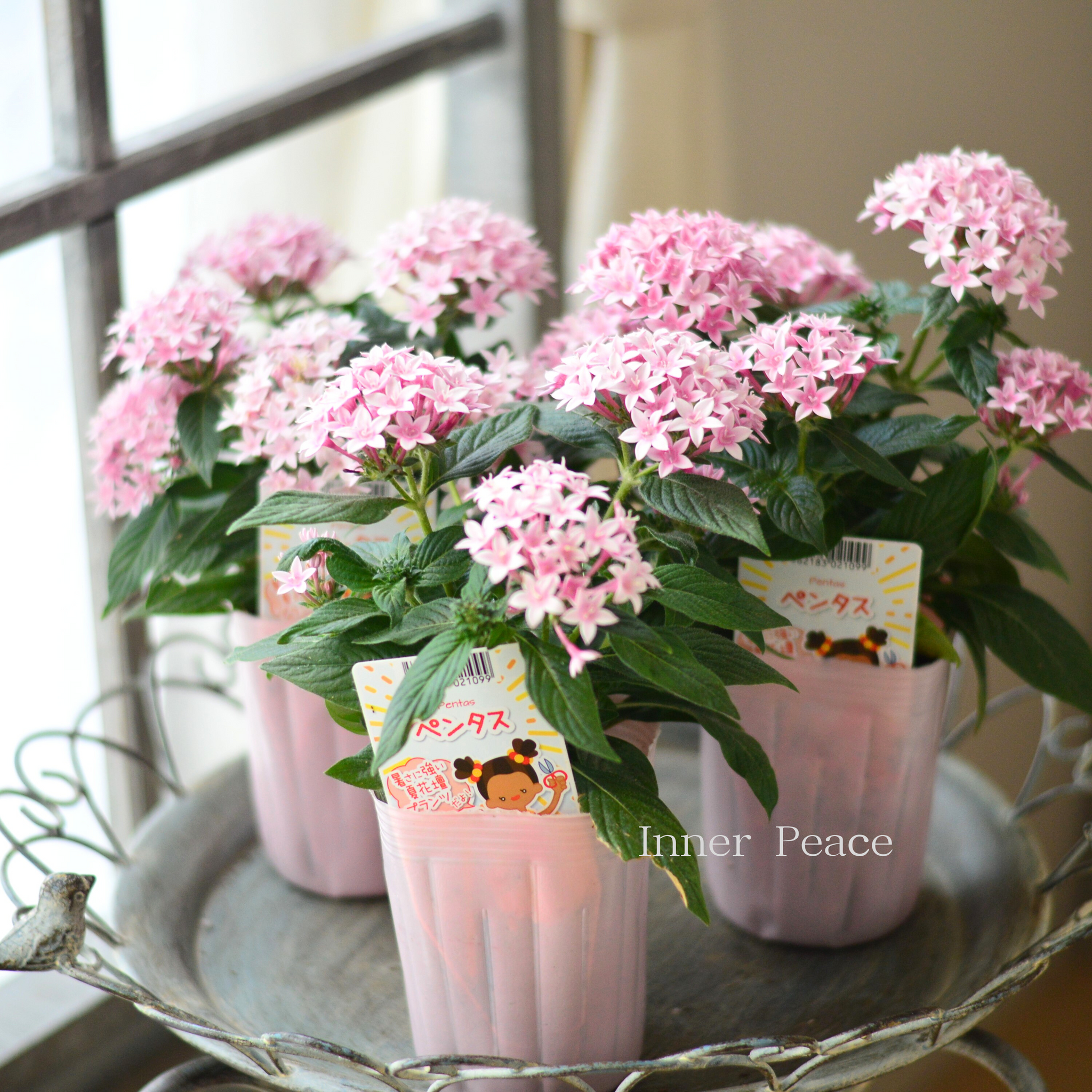暑さに強い】 ペンタス 『アップルブロッサム』 3.5寸POT