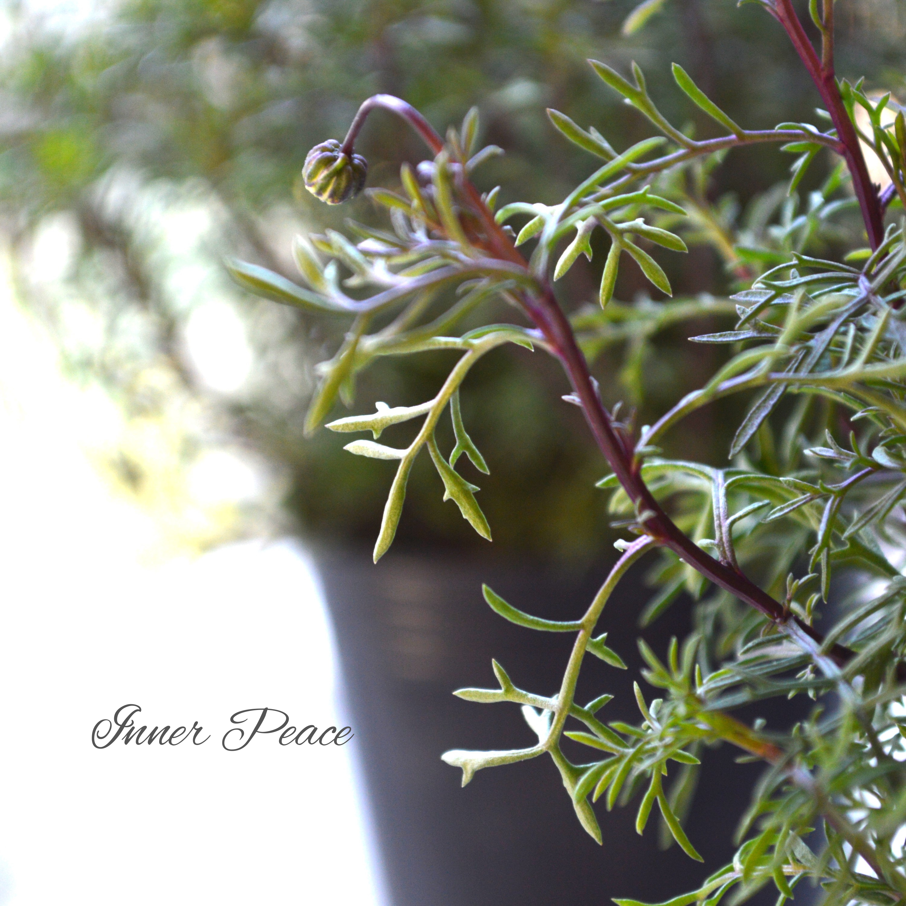 【四季咲き】 ブラキカム 『パープルステム』 3寸ロングPOT