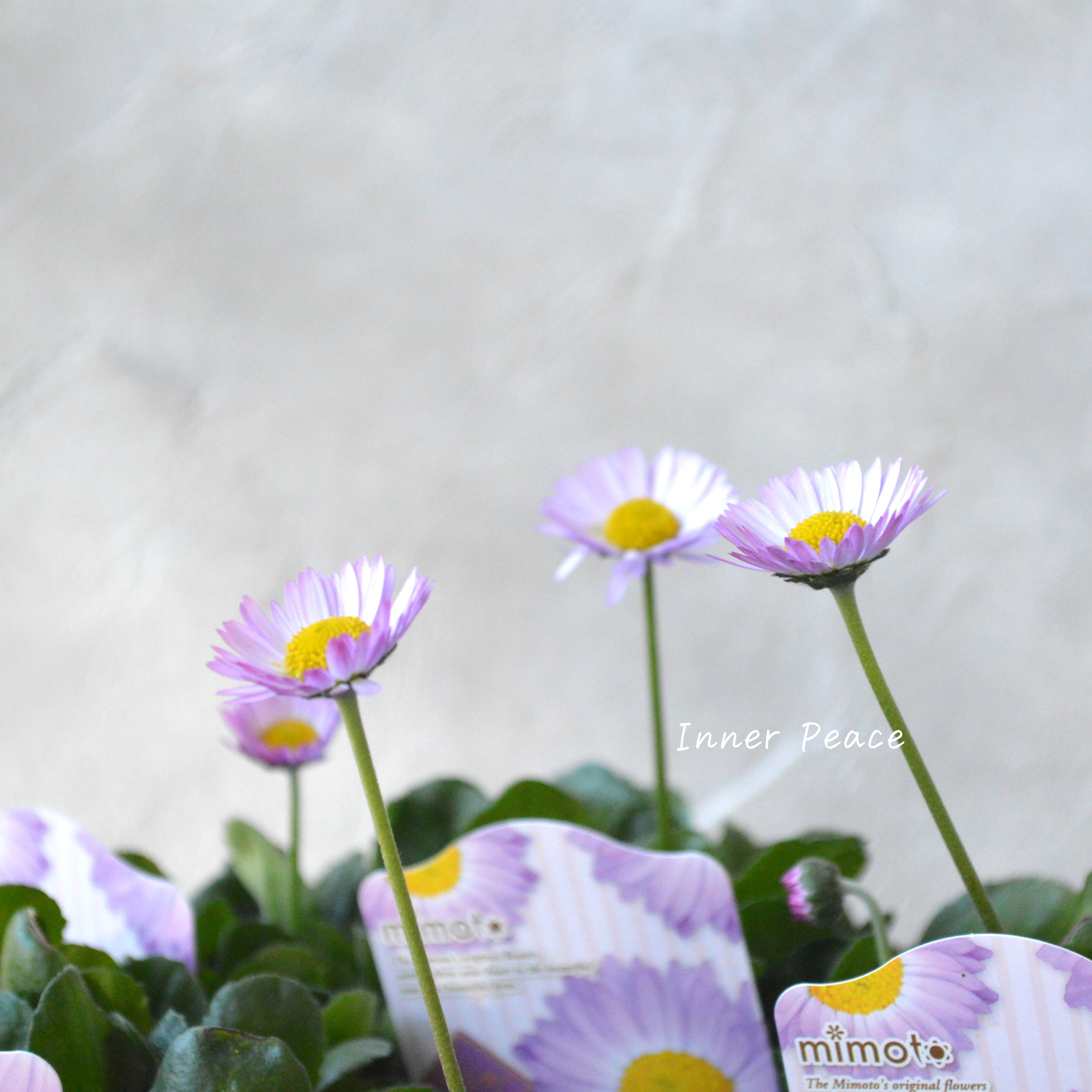 【見元園芸さん】 デージー 『ラベンダードリーム』 3寸POT