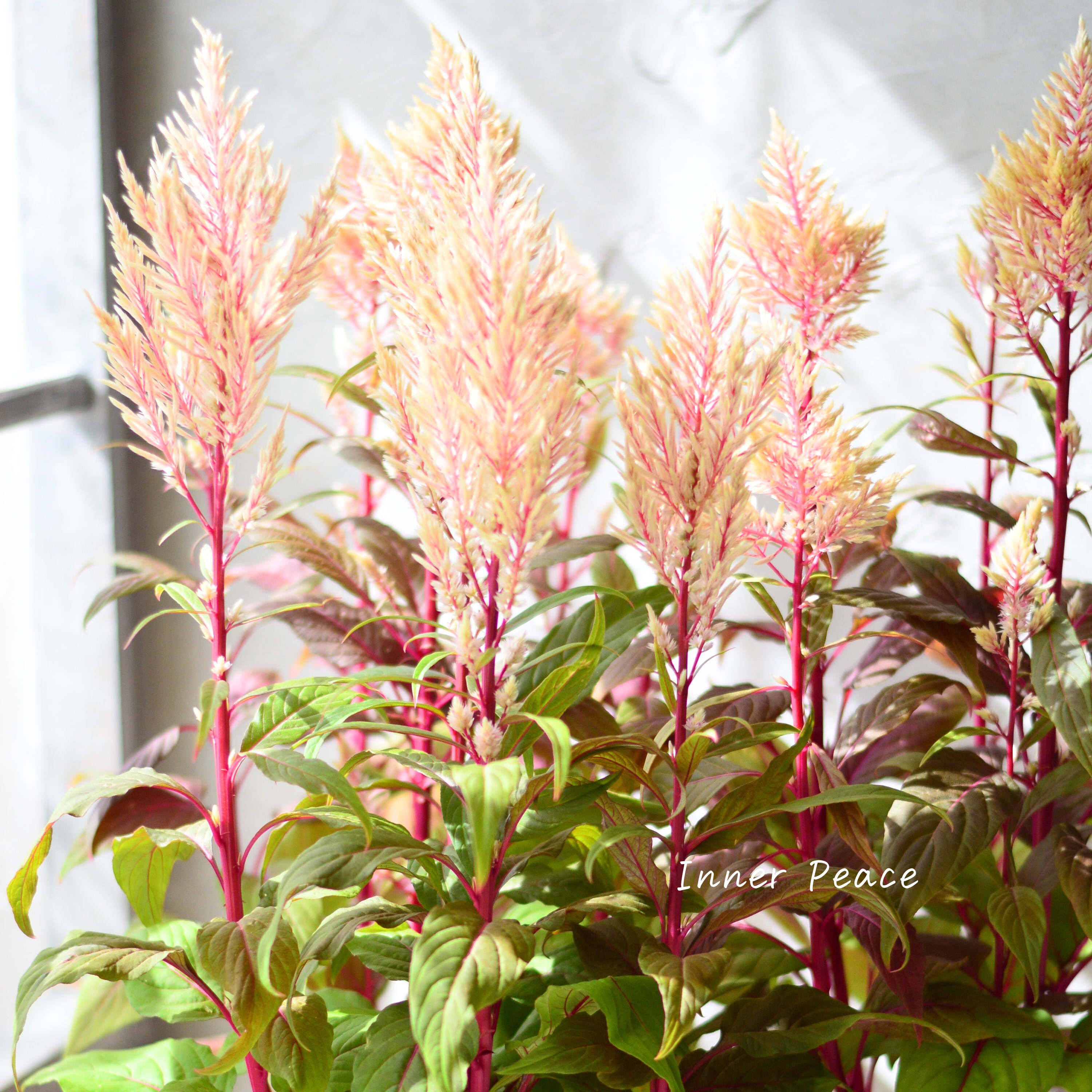 【ゲブラナガトヨさん】 ケイトウ 『霧島の秋・ベージュ』 3.5寸POT