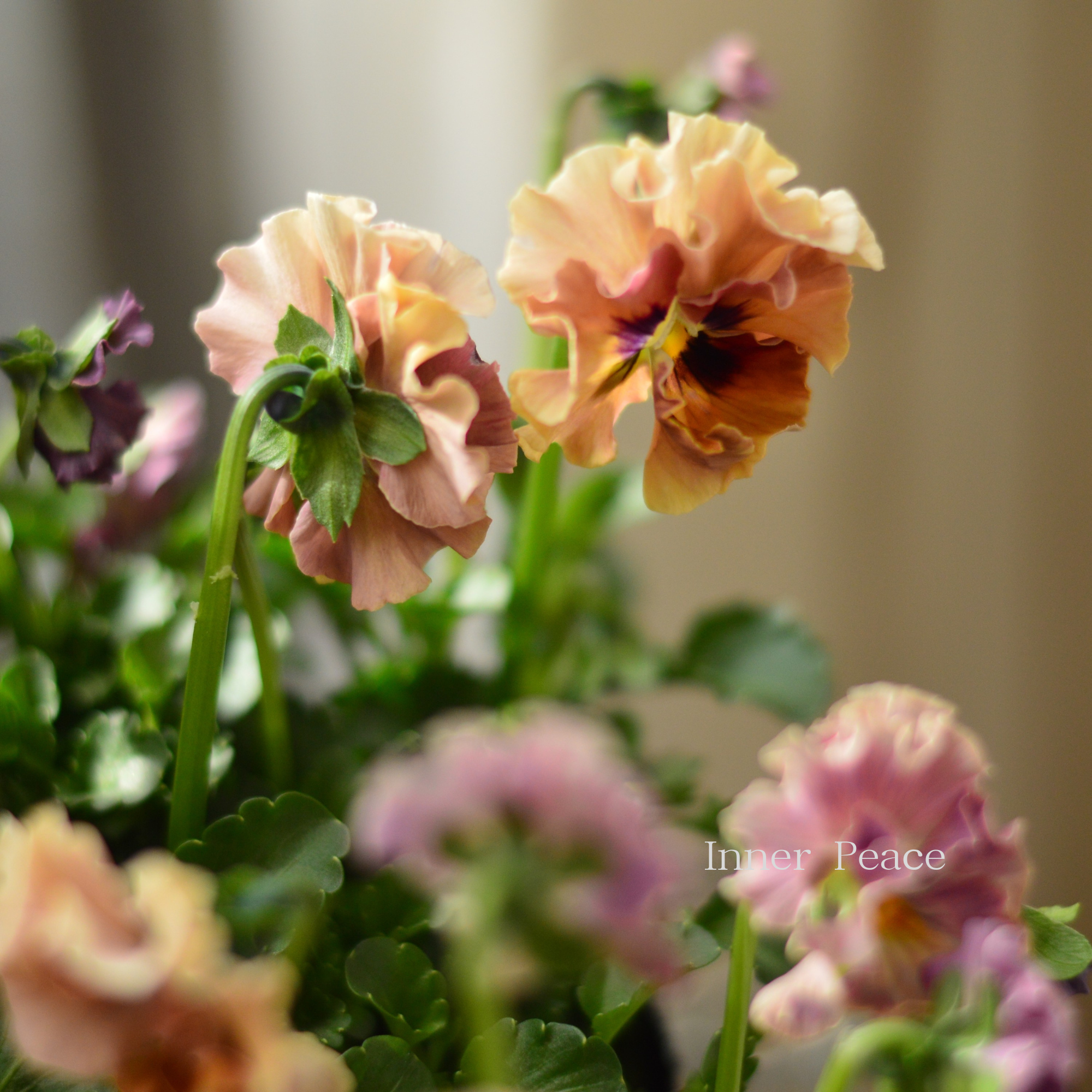 【ハルグリンさん】 ビオラ 『プティフール・チェリー』 3寸POT