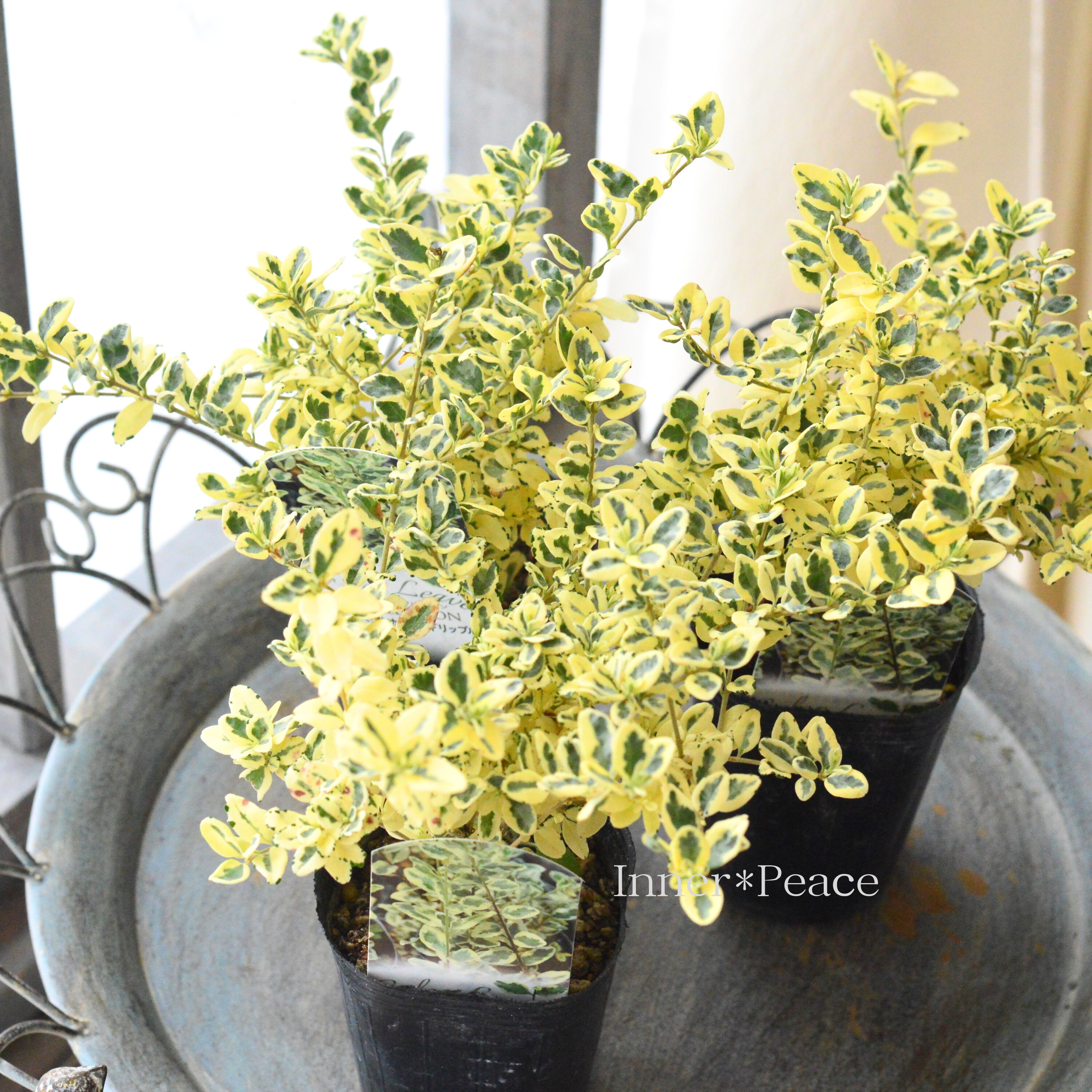 【斑入り】 プリペット 『カスタードリップル』 2.5寸POT