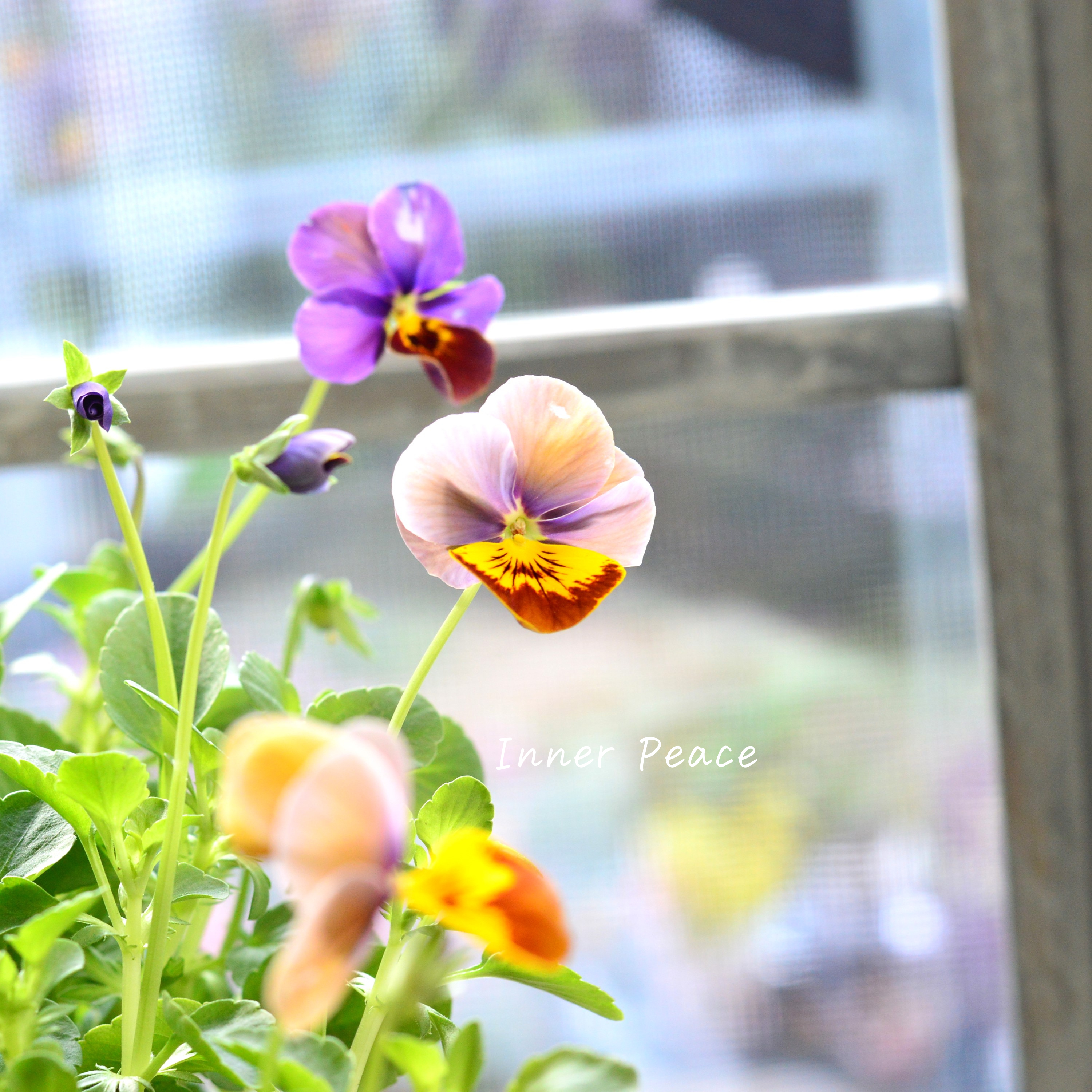 【美しい】 ビオラ 『evolve~エボルベ~・オーララ!』 3.5寸POT