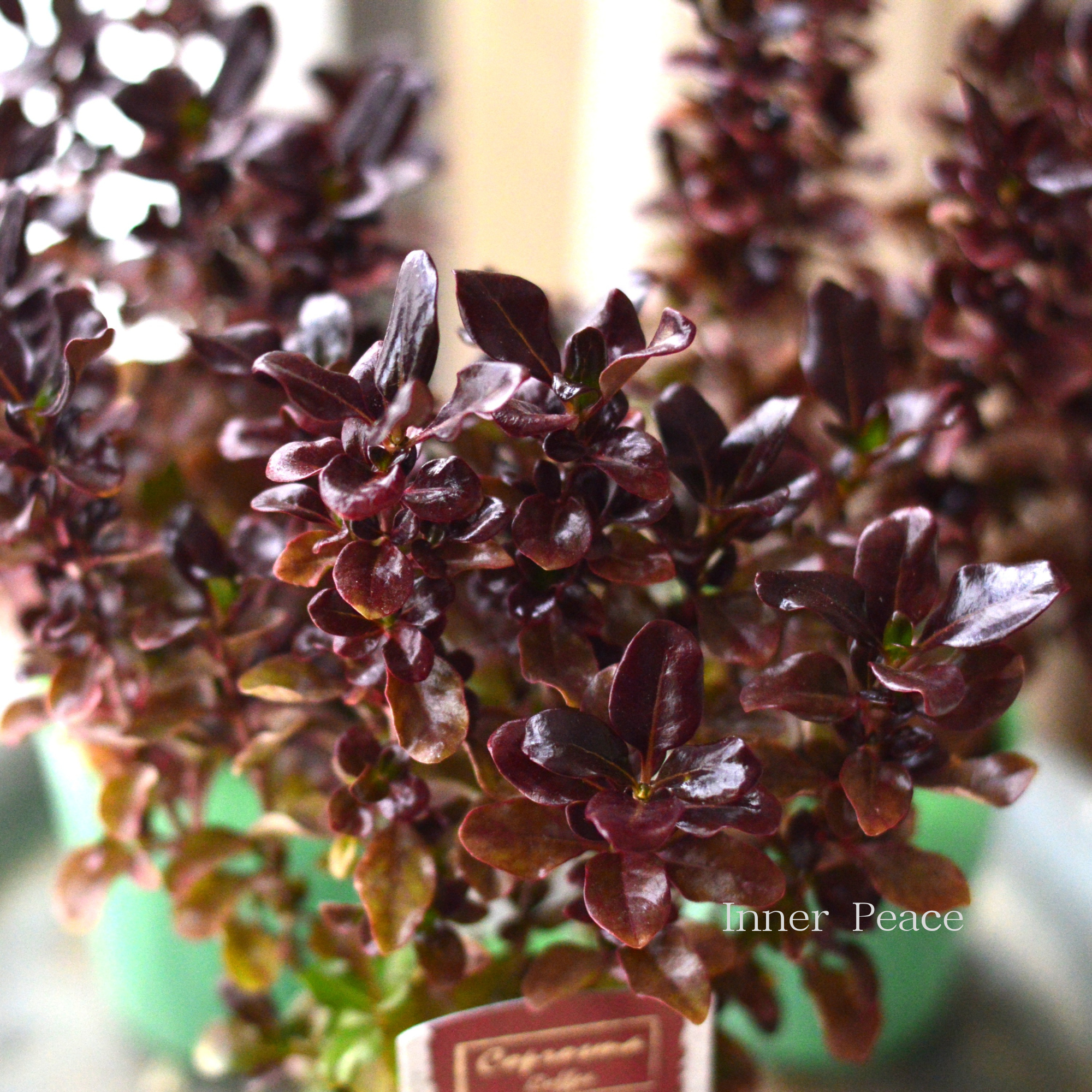 【寄せ植えに】 コプロスマ 『コーヒー』 2.5寸POT