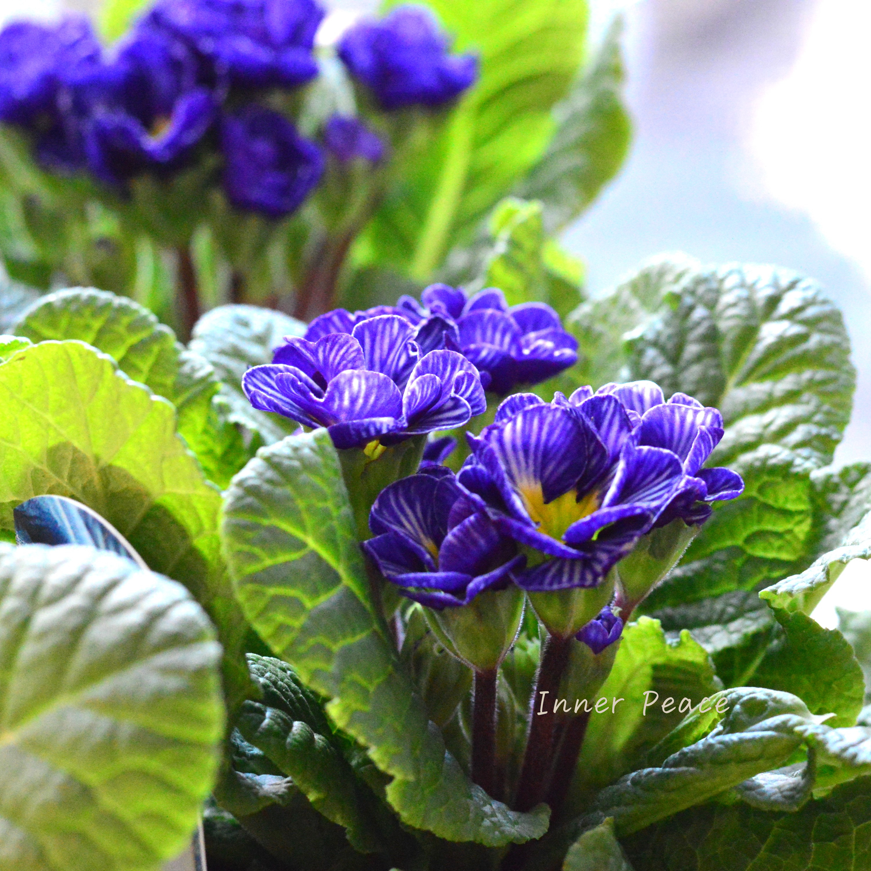 【個性的】 プリムラ 『ヴィンテージフリル』 3寸POT