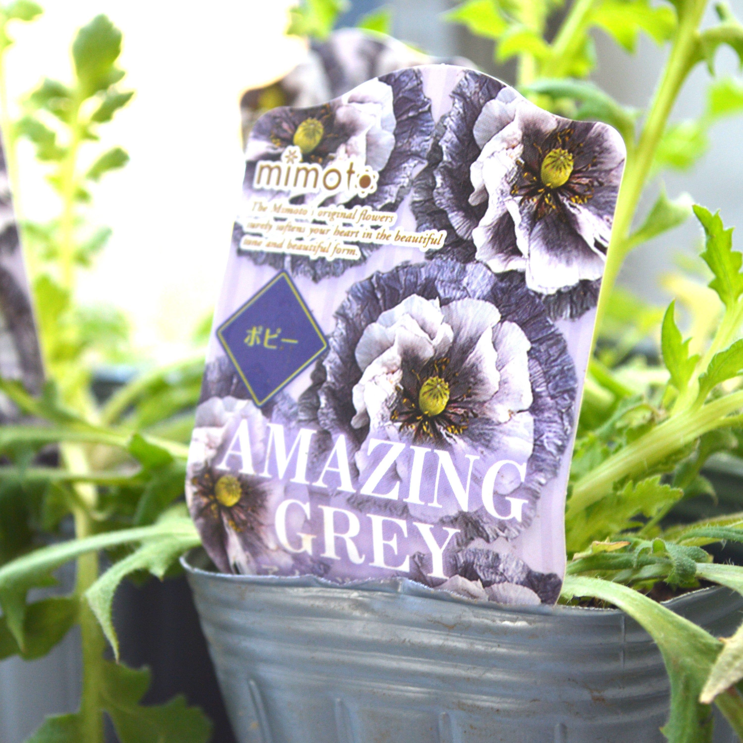 【希少】 ポピー 『アメージンググレー』 植え込み用 3寸POT