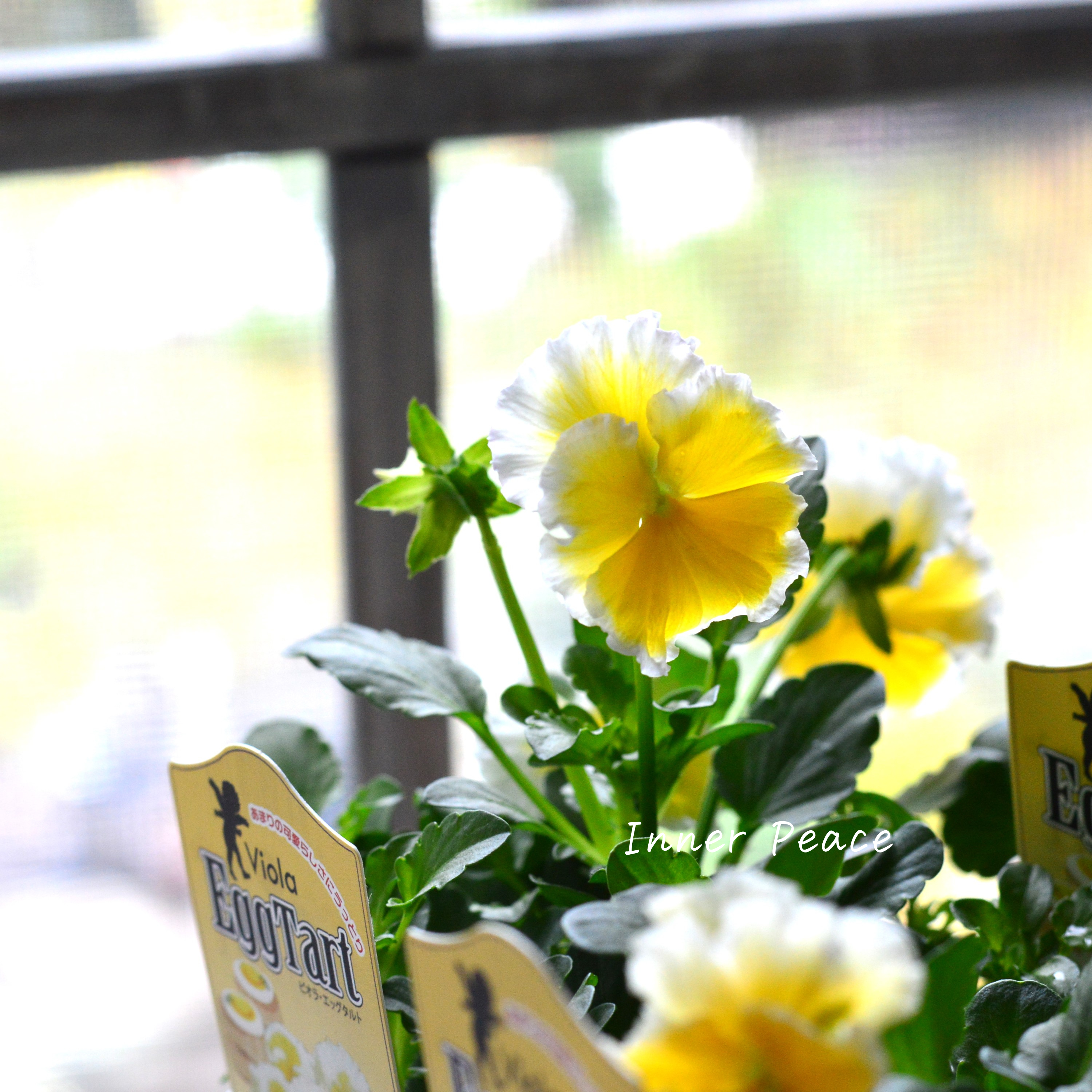 【サトウ園芸さん】 ビオラ 『エッグタルト』 3.5寸POT