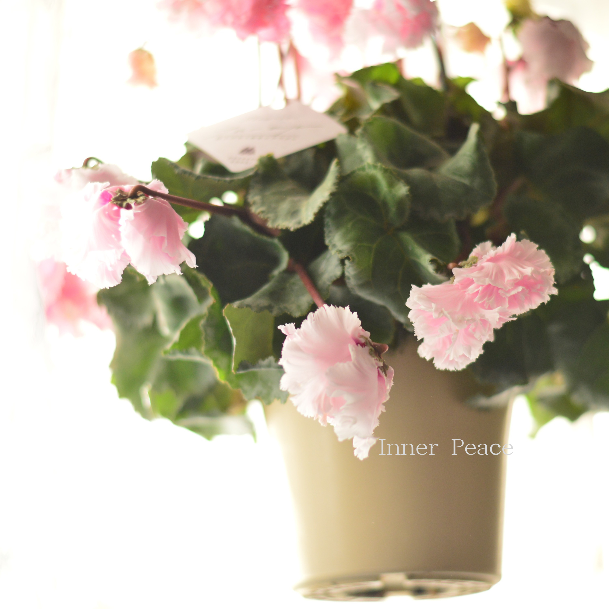 【見上げて楽しむ】 シクラメン 『FLOW~er~フローエル・ライトピンク』 5号鉢