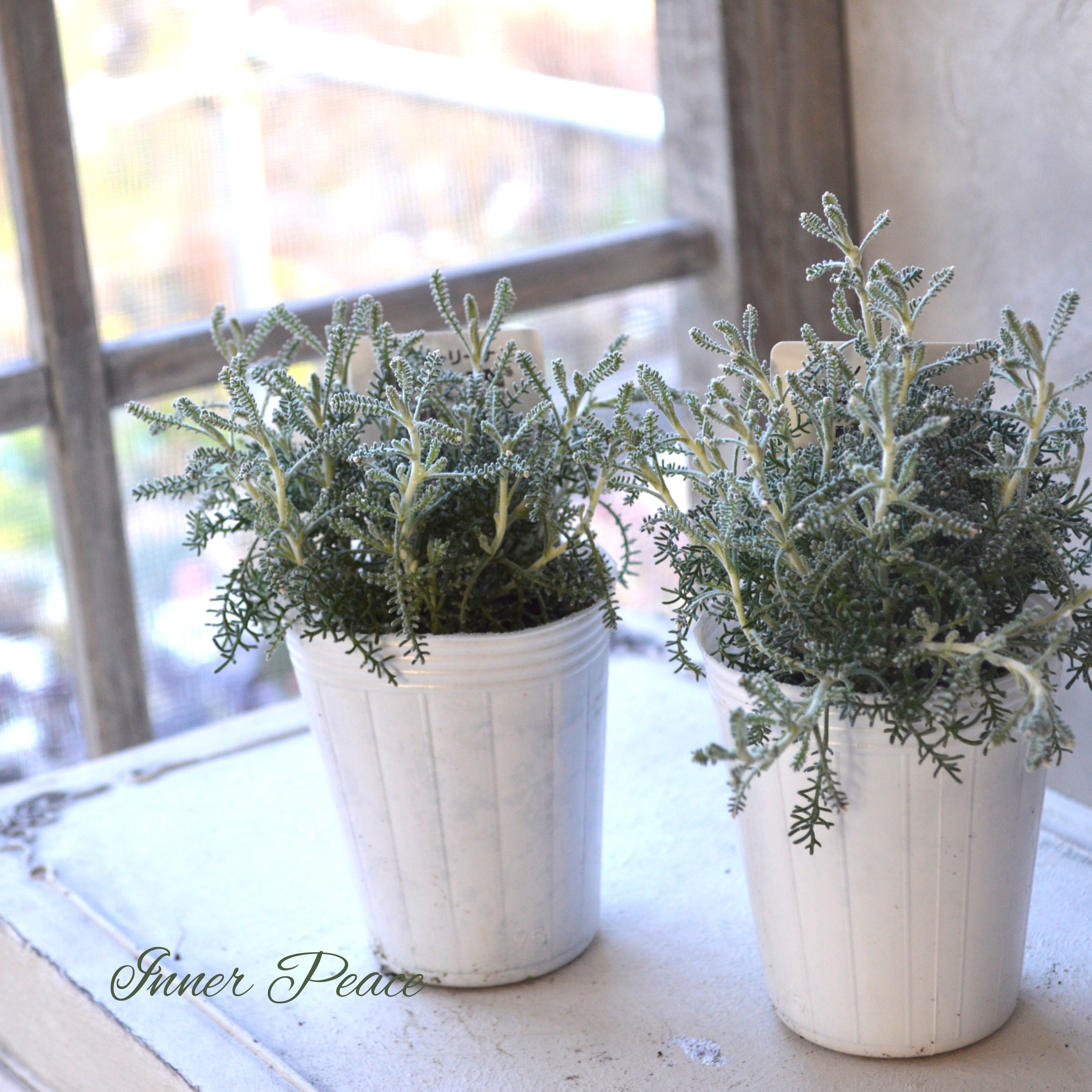 【冬の定番】 サントリーナ 『雪のサンゴ礁』 2.5寸ロングPOT