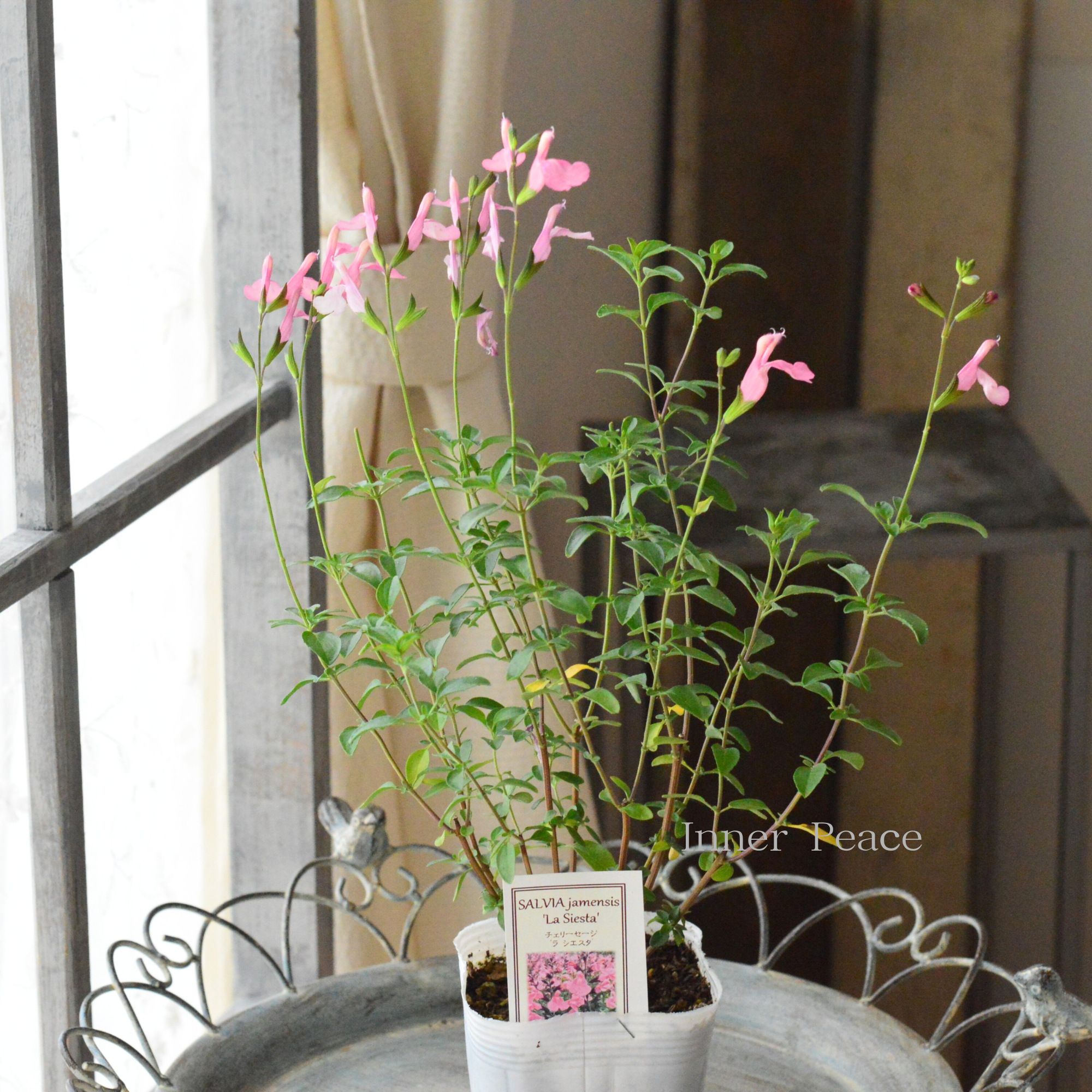 【宿根】 サルビア(チェリーセージ) 『ラ・シエスタ』 3.5寸POT