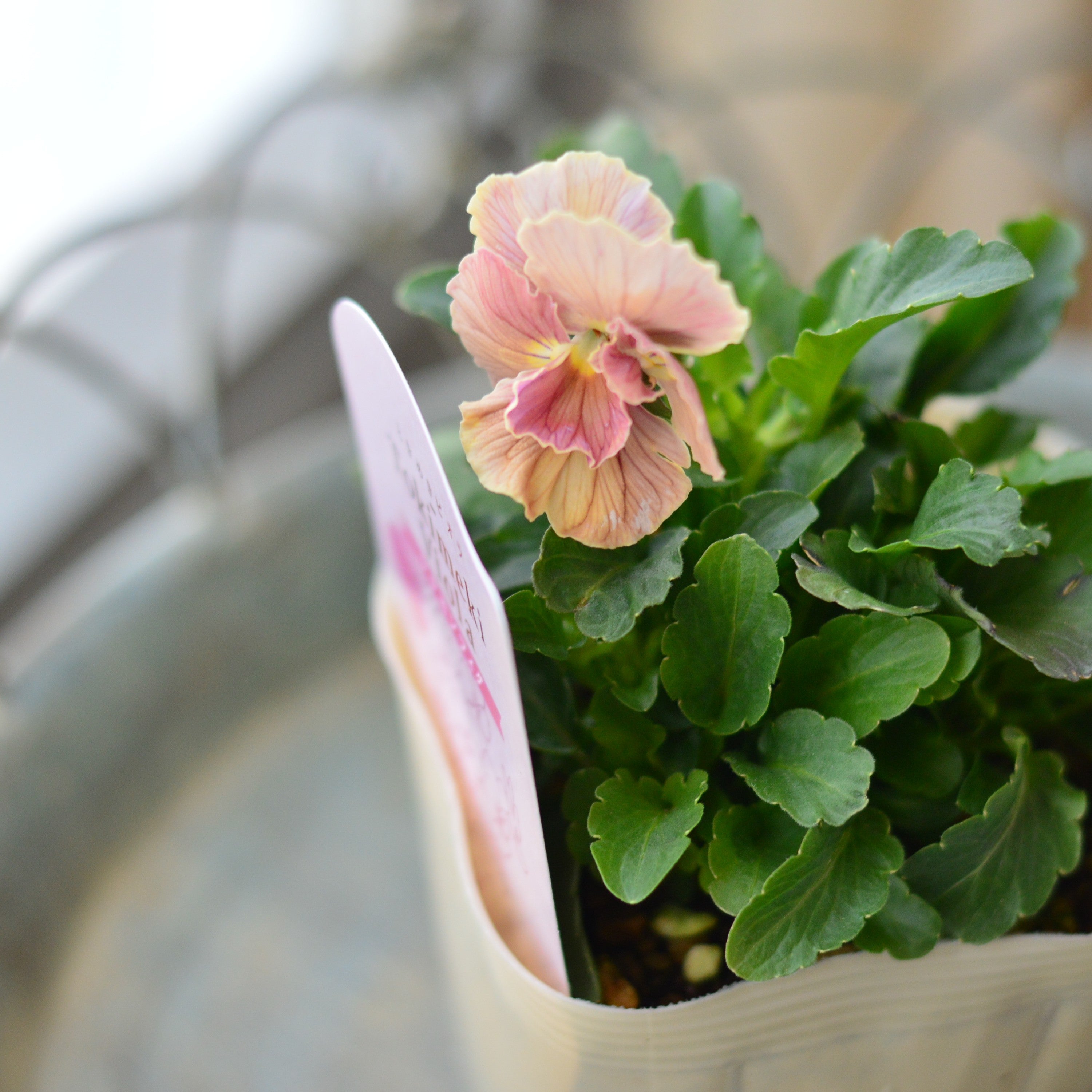 【奥田園芸さん】 ときめきビオラ 『シナモンフィグ』 3.5寸POT