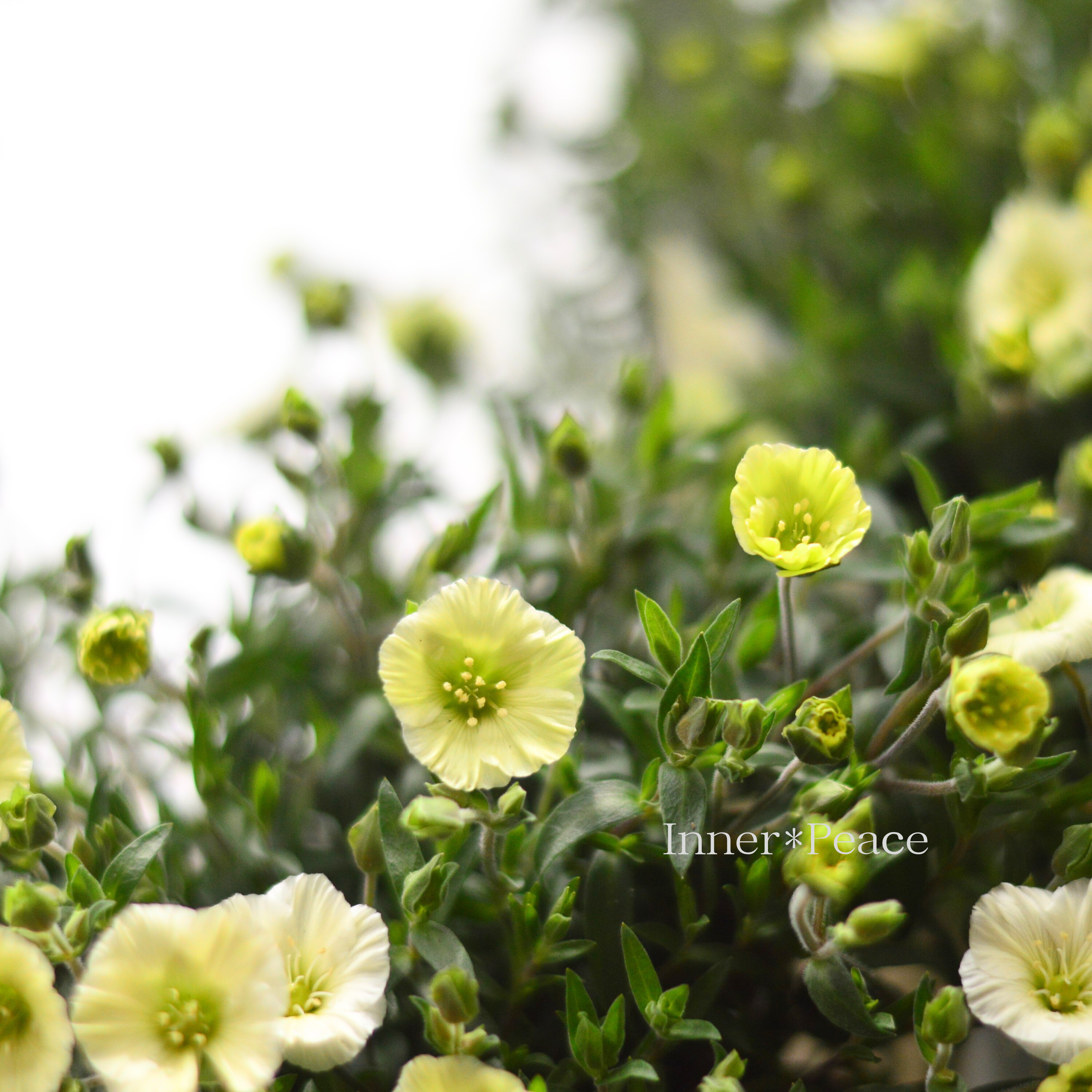 【爽やか】 アレナリア 『レモンサマー』 3.5寸POT