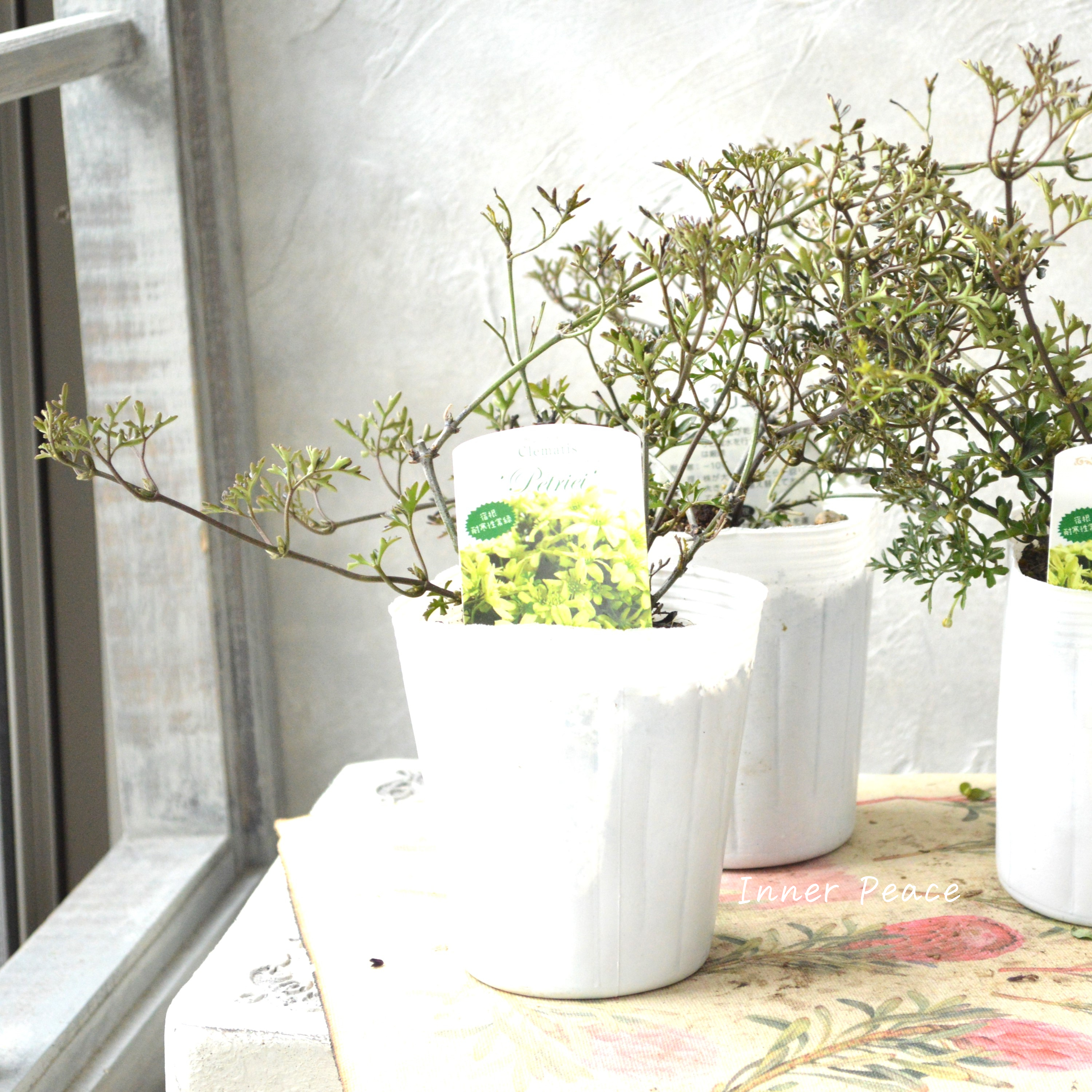 【常緑】 クレマチス 『ペトリエイ』 3.5寸ロングPOT