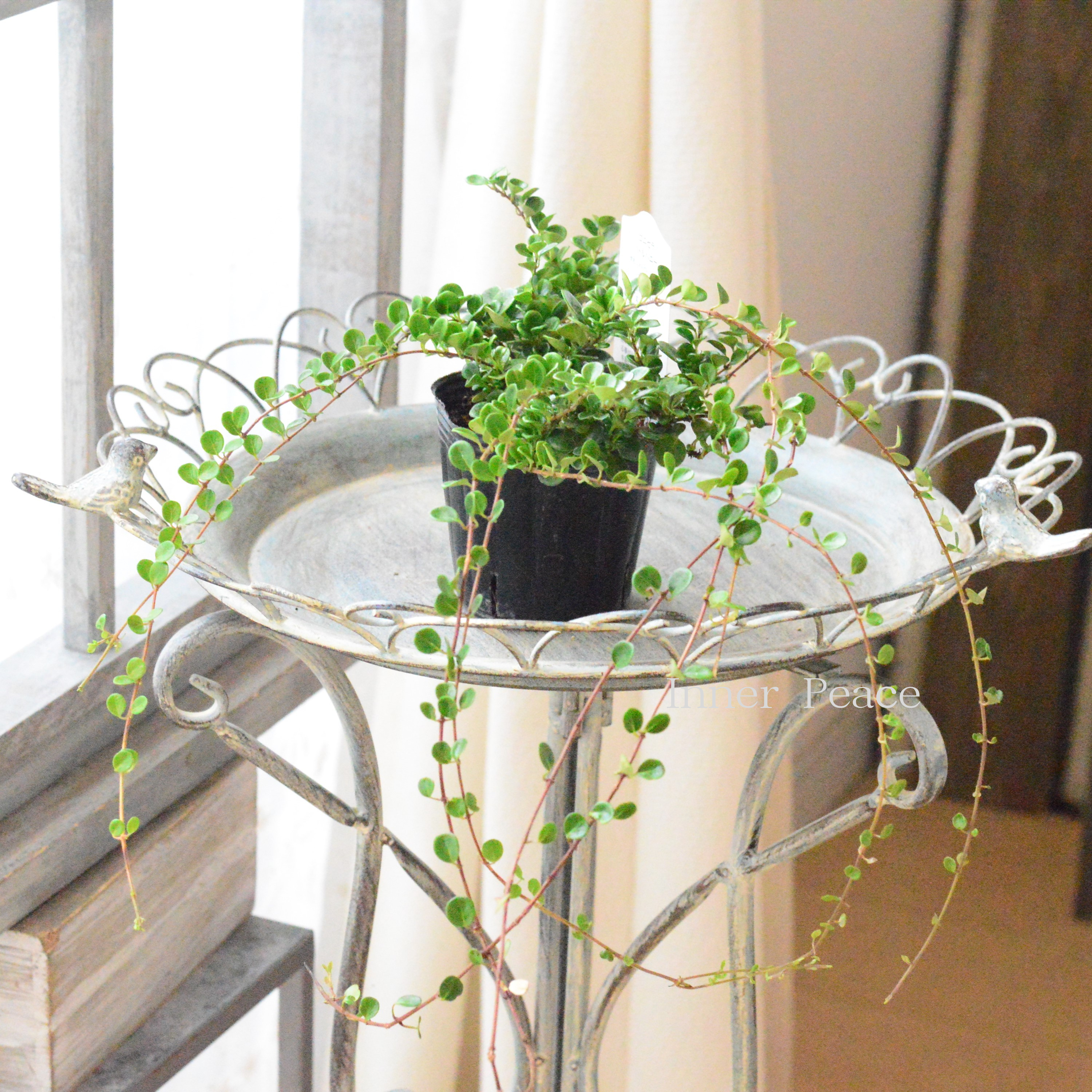 【枝垂れ咲き】 ロニセラ 『リトルハニー』 3寸POT