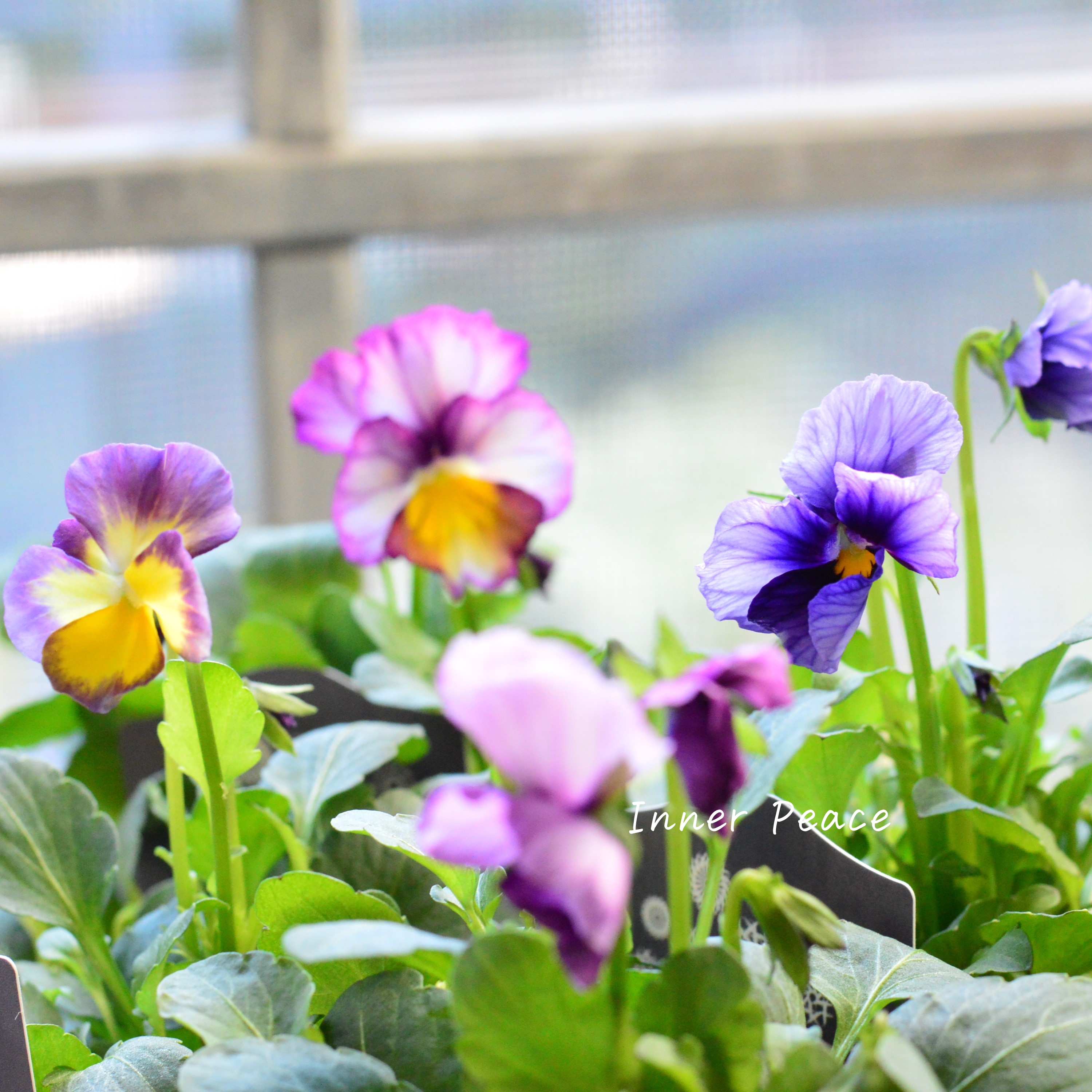 【希少】 ナラティブフラワーズさん試作品ビオラ 3寸ロングPOT