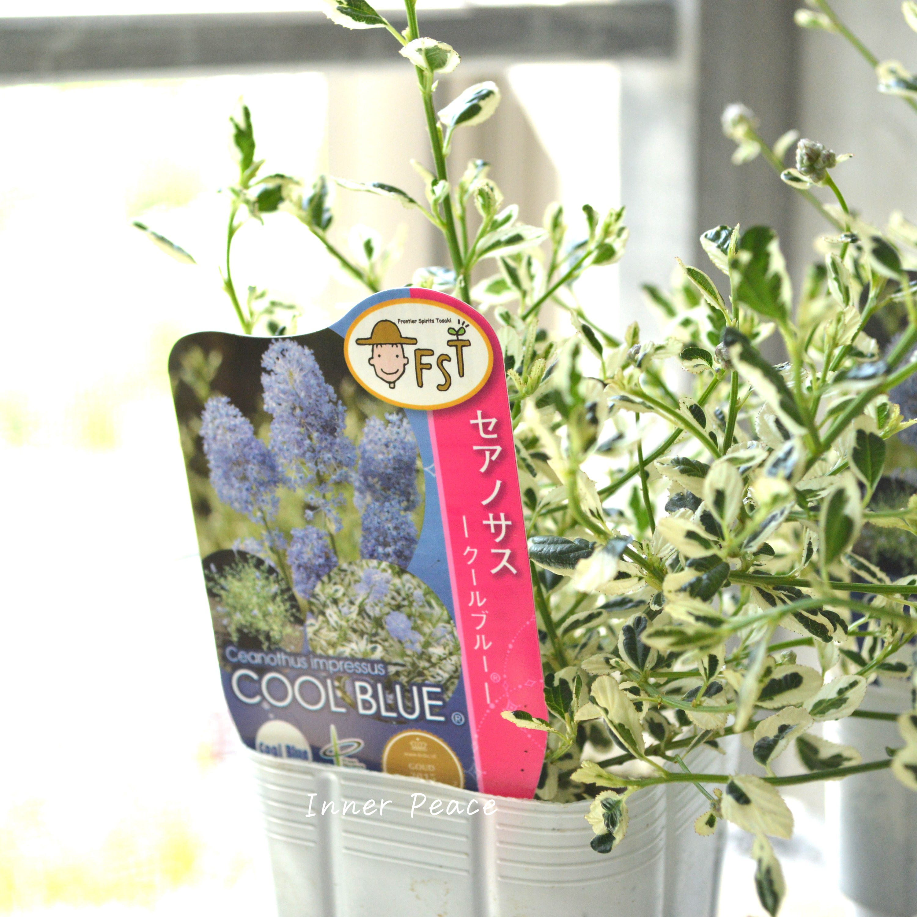 【人気】 セアノサス 『クールブルー』 3寸POT
