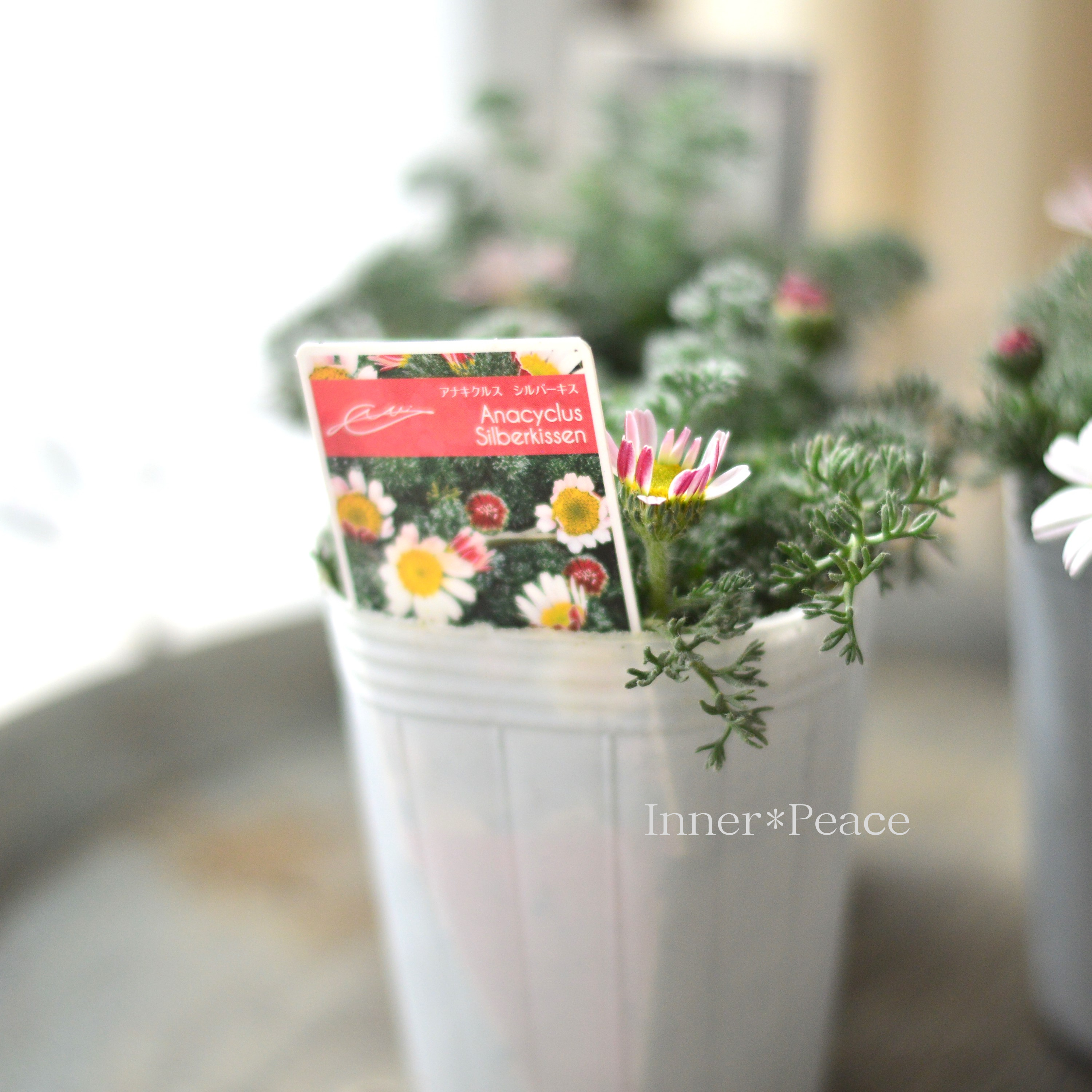 【かわいい】 アナキクルス 『シルバーキス』 3寸POT