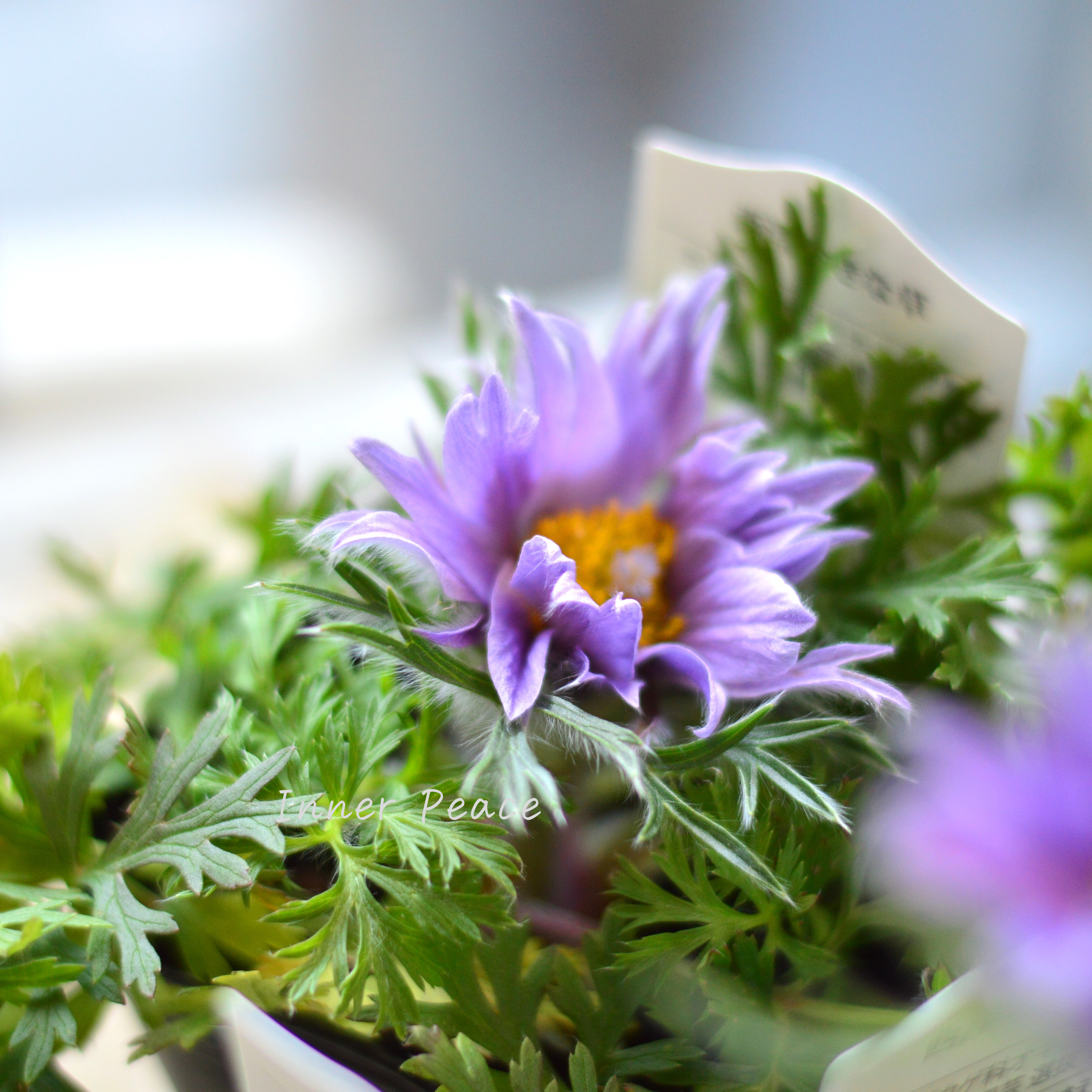 【美しい】 西洋オキナグサ 『プルサティラ ブルガリス・ライトブルー』 3.5寸POT