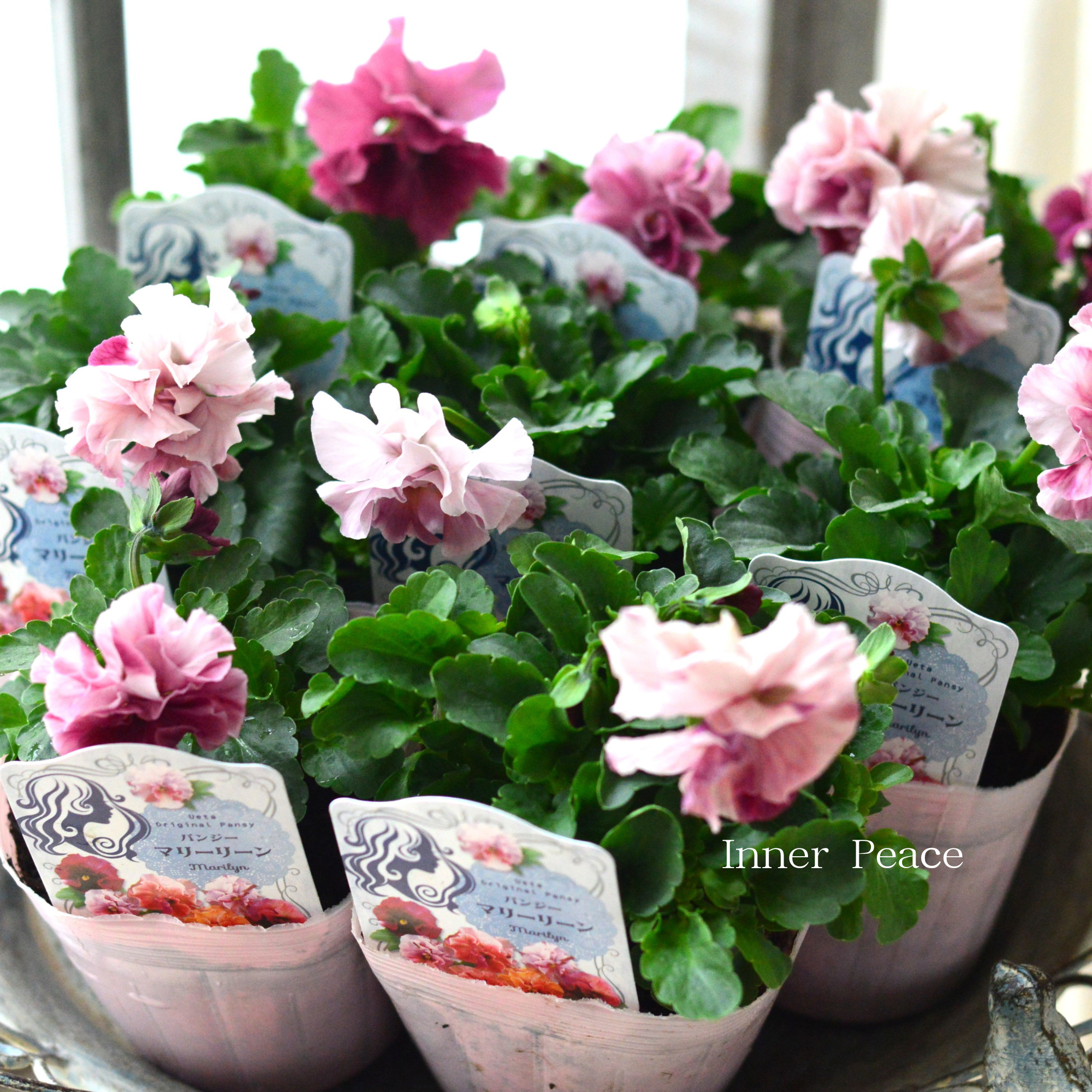 【うえたさん育種】 パンジー 『マリーリーン・C』 3.5寸POT