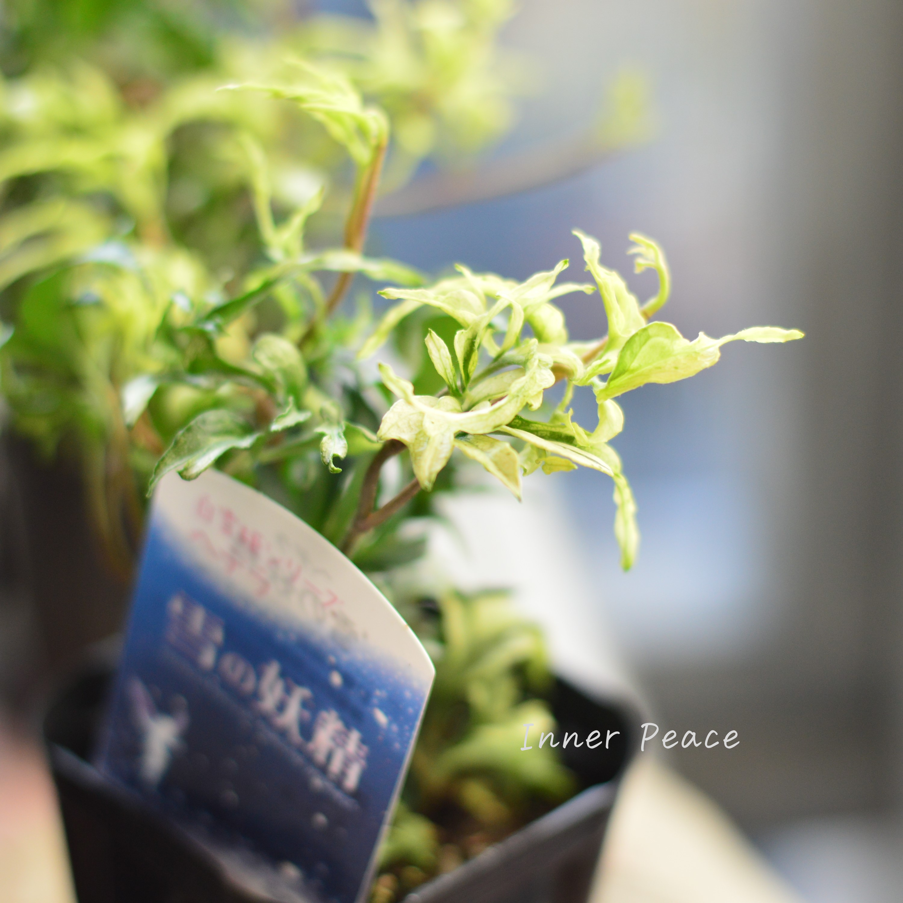 【希少】 ヘデラ 『雪の妖精』 3寸POT