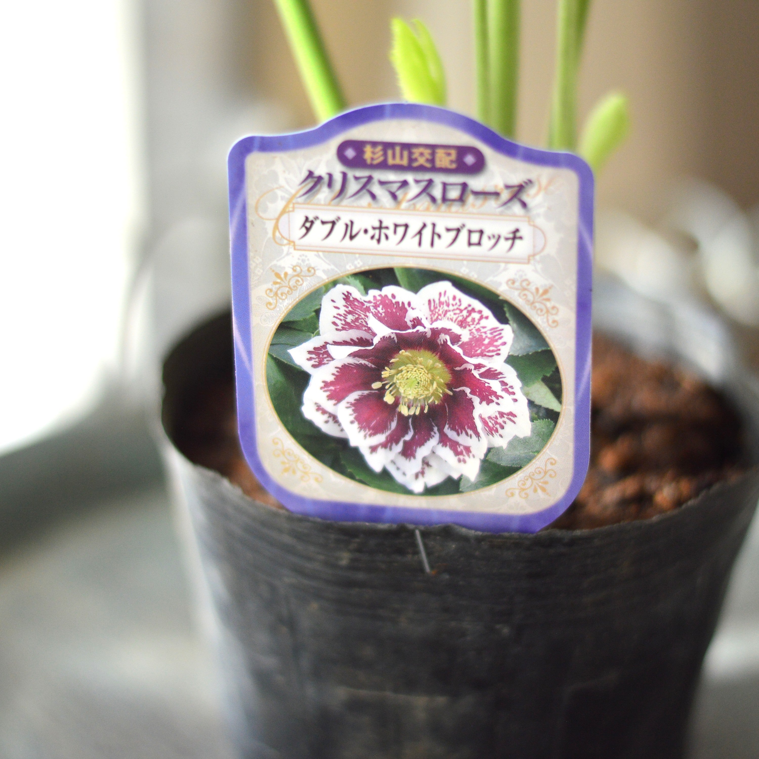 【杉光園芸さん】 クリスマスローズ 『ダブル・ホワイトブロッチ』 4寸POT