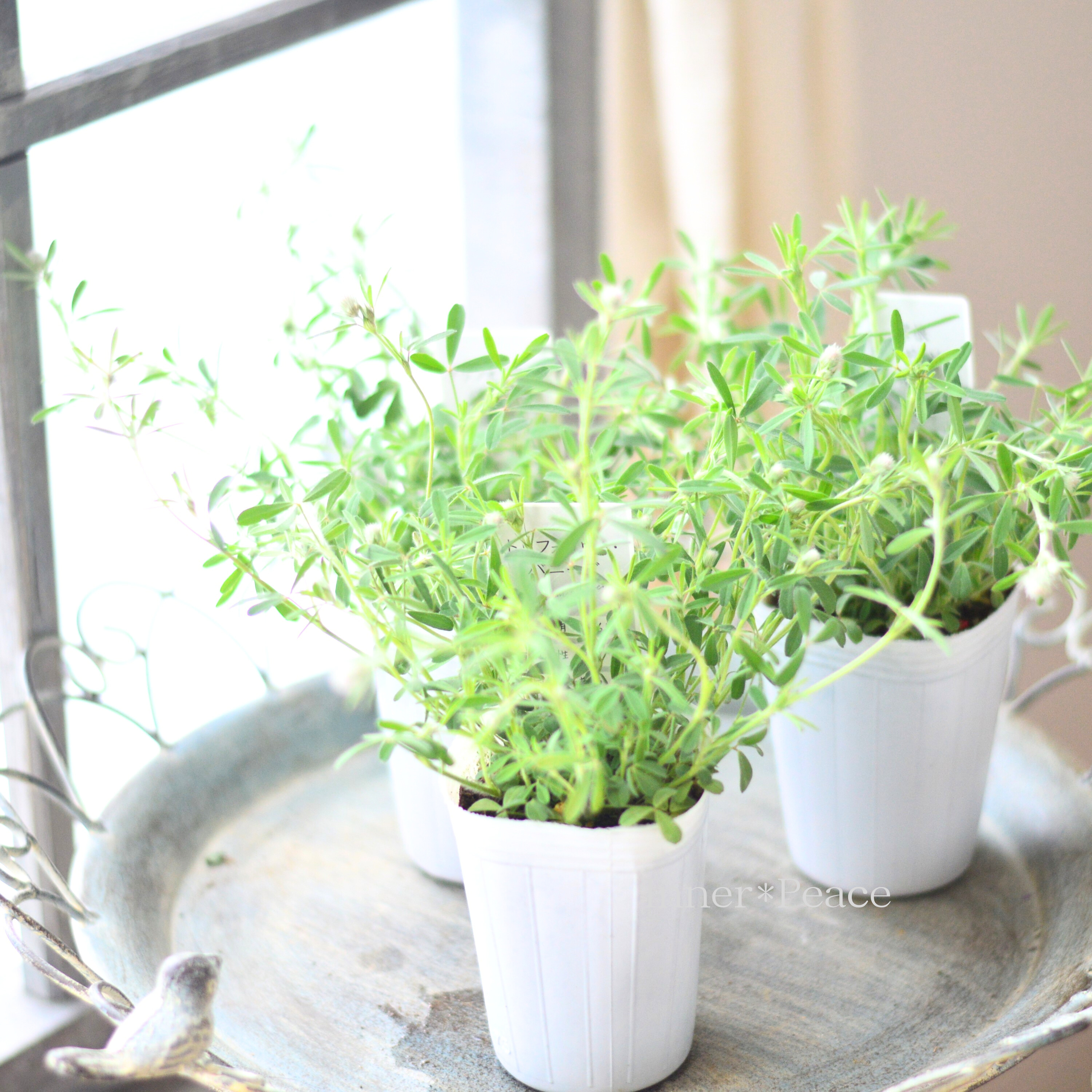 【かわいい】 トリフォニウム 『バニーズ』 2.5~3寸POT