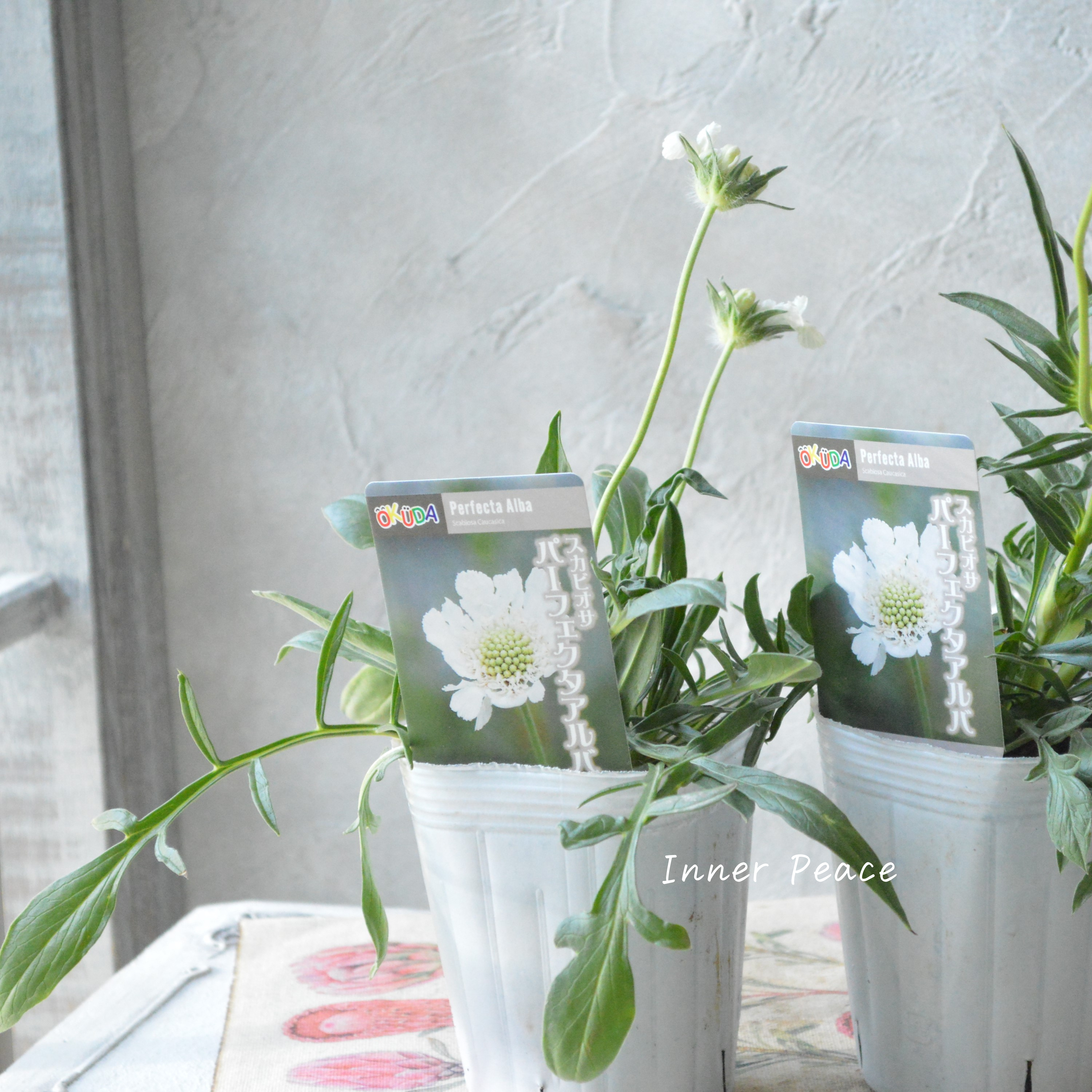 【大輪】 スカビオサ 『パーフェクタ・アルバ』 3.5寸POT